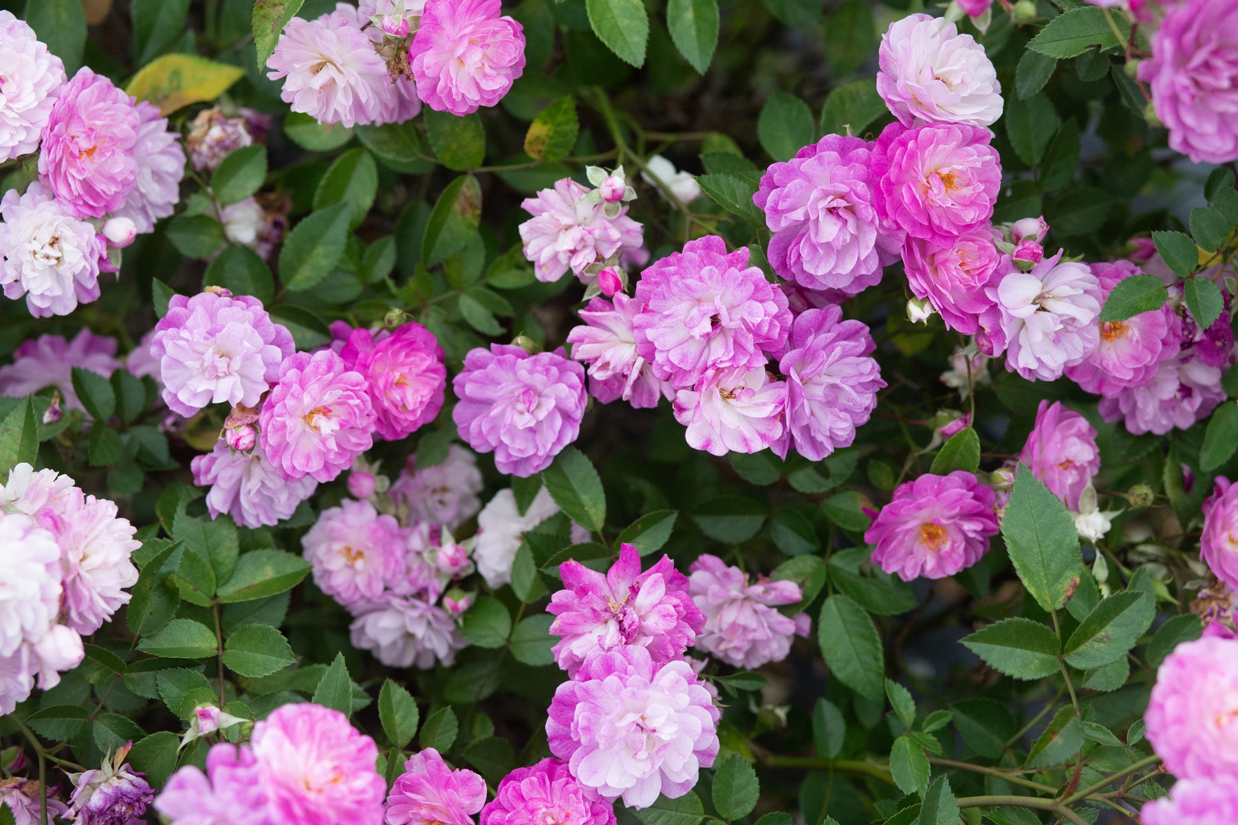 Ray Ponton – Antique Rose Emporium