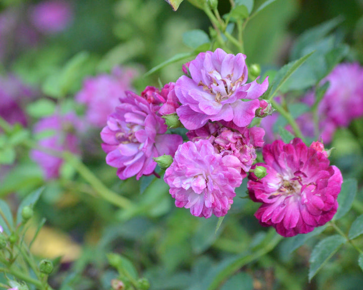 Uplifting Porch Rose Bundle