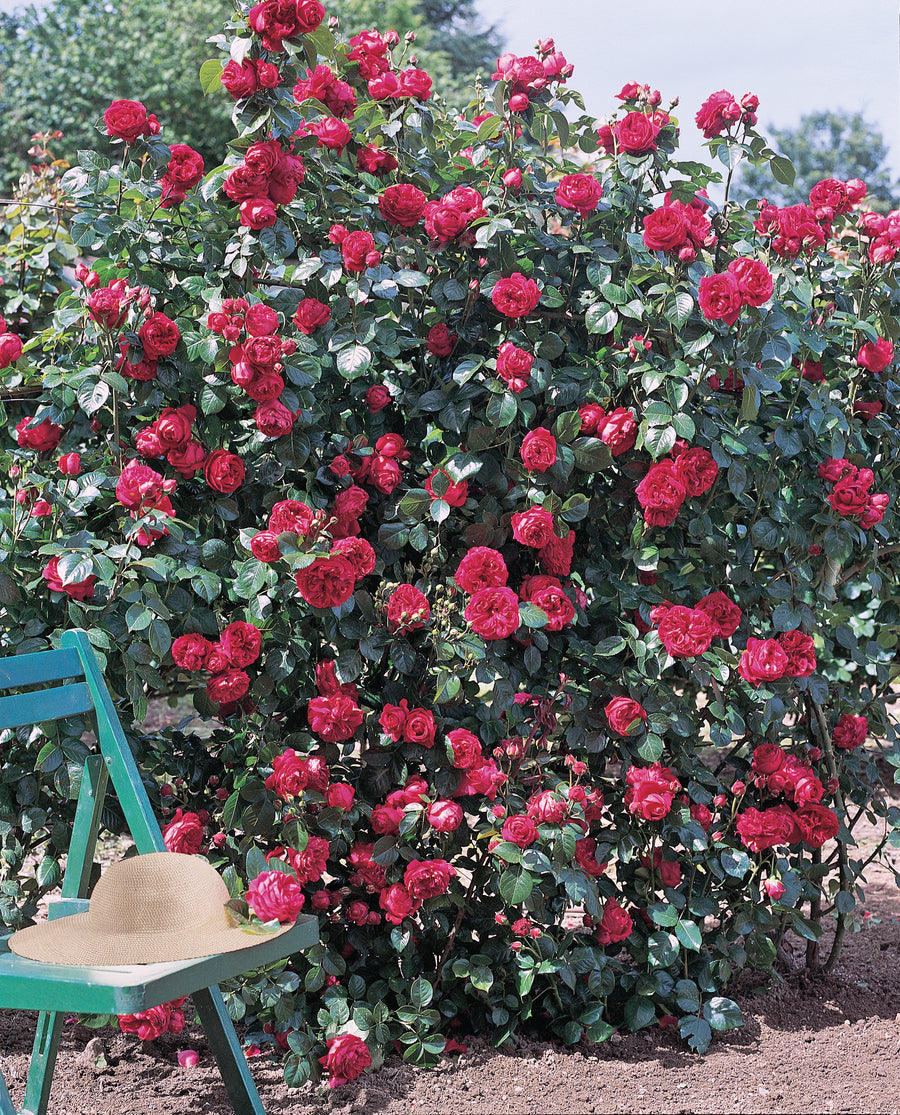 Red Eden Climber® – Antique Rose Emporium