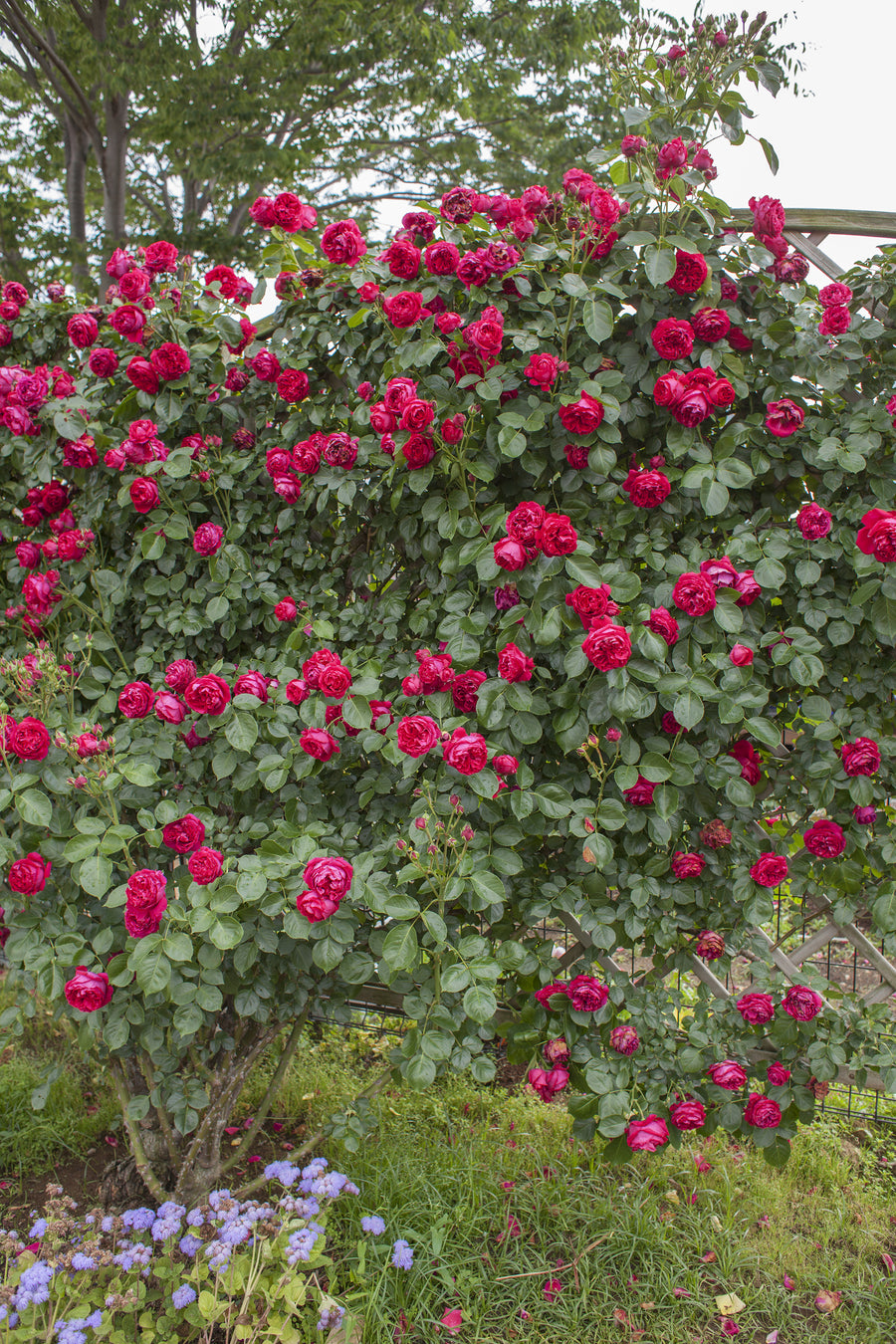 Red Eden Climber® – Antique Rose Emporium