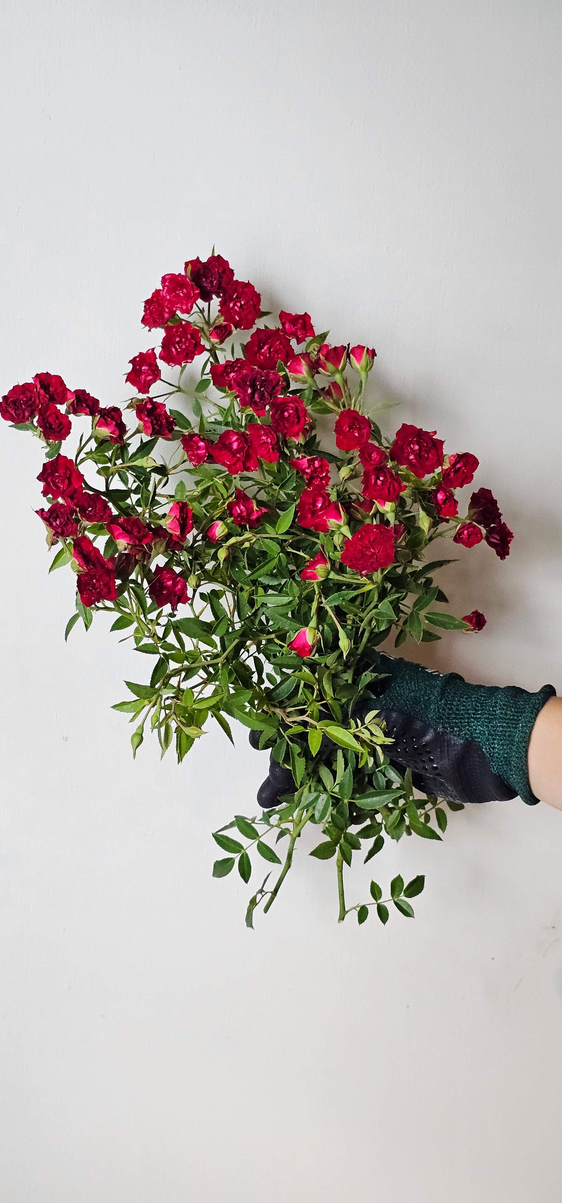 Red Cascade – Antique Rose Emporium