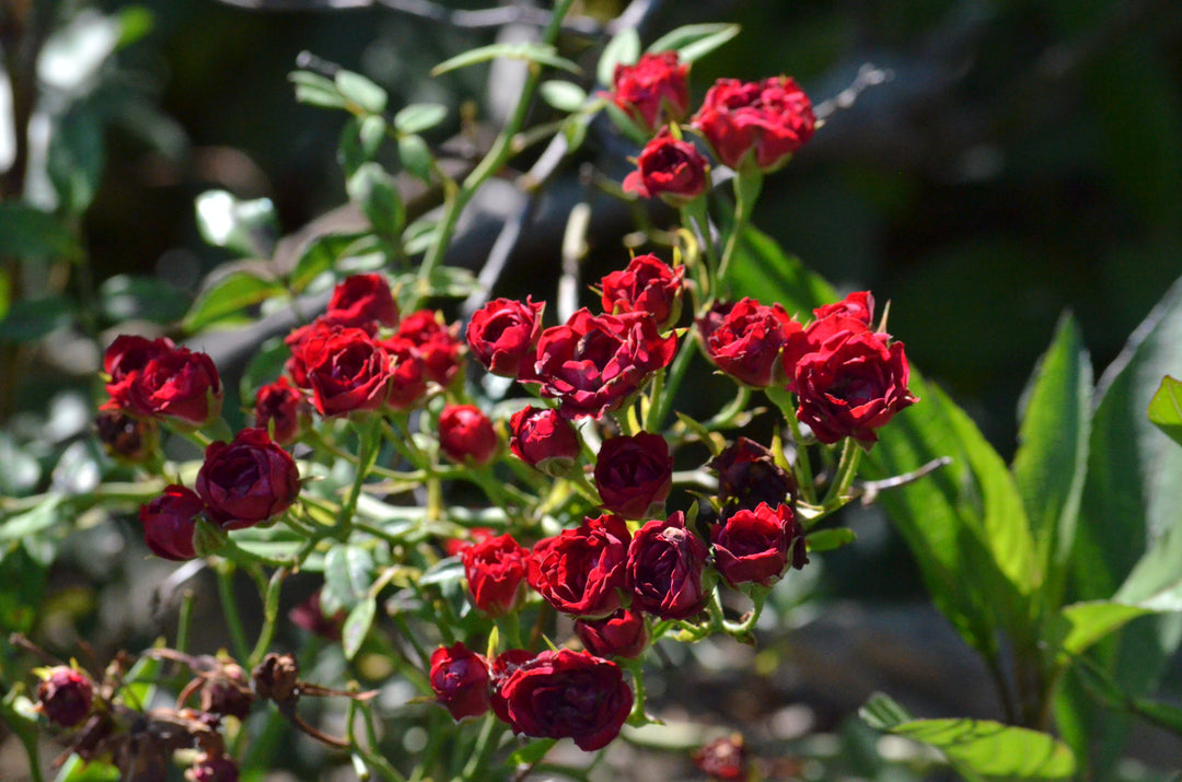 Red Cascade