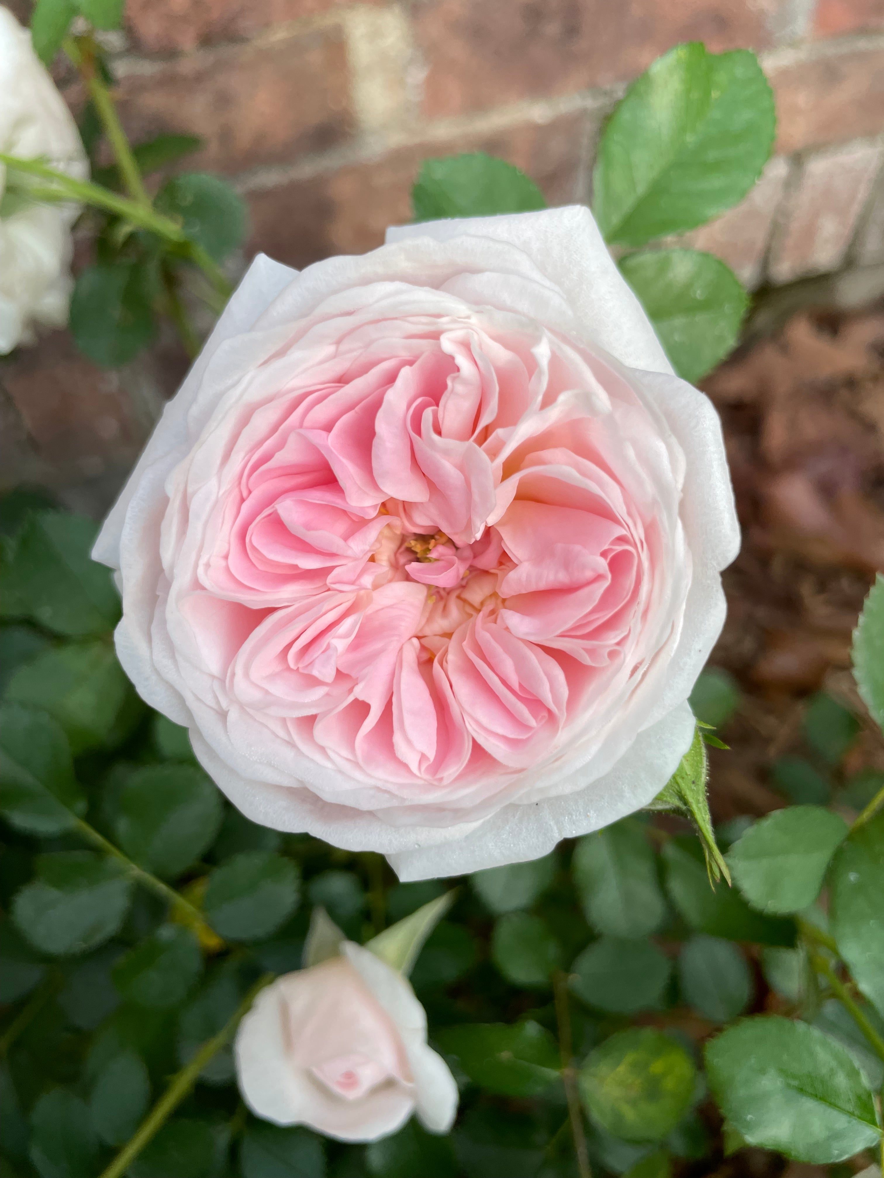 Rockwall Sesquicentennial – Antique Rose Emporium