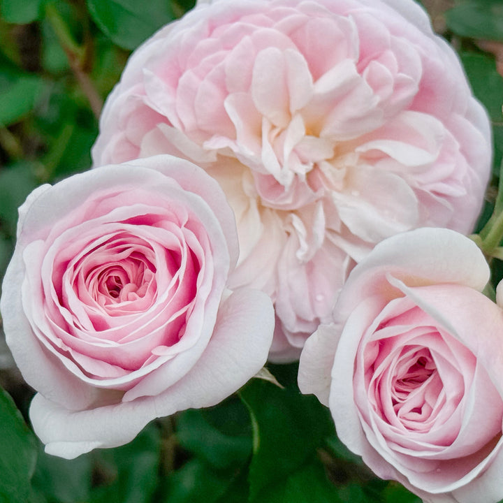 Rockwall Sesquicentennial