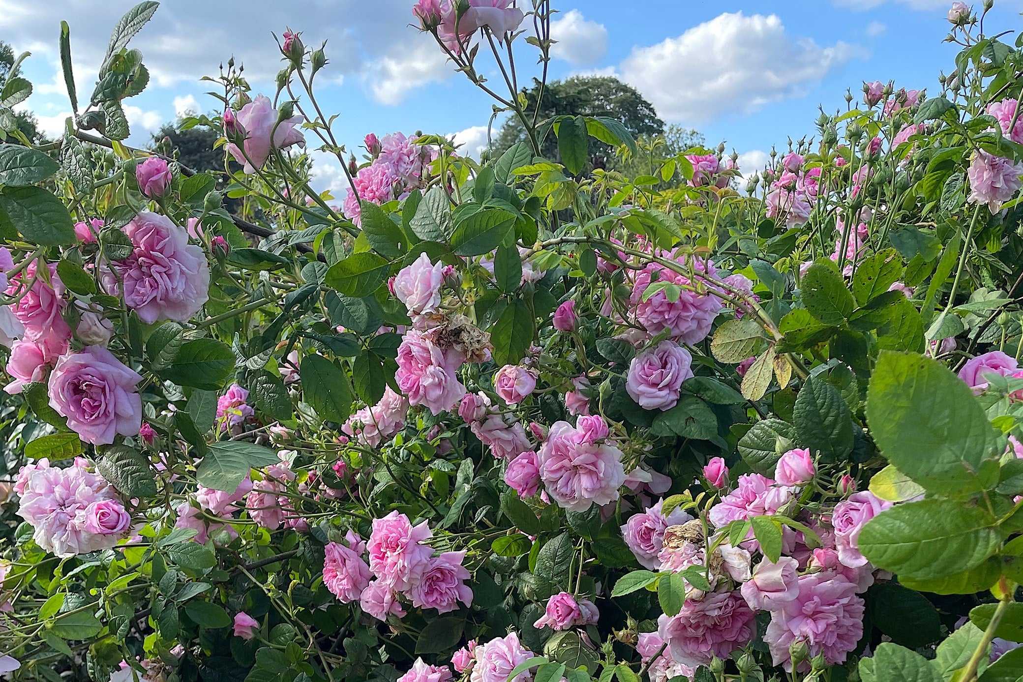 Ispahan – Antique Rose Emporium