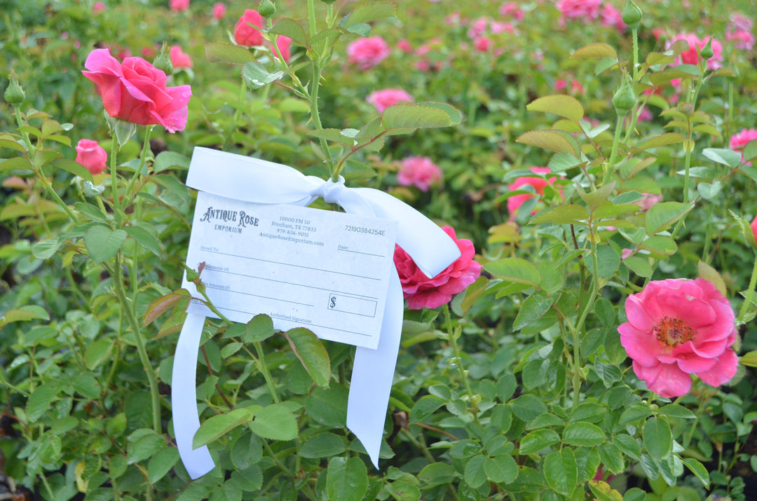 Gift card set against blooming pink rose bushes.