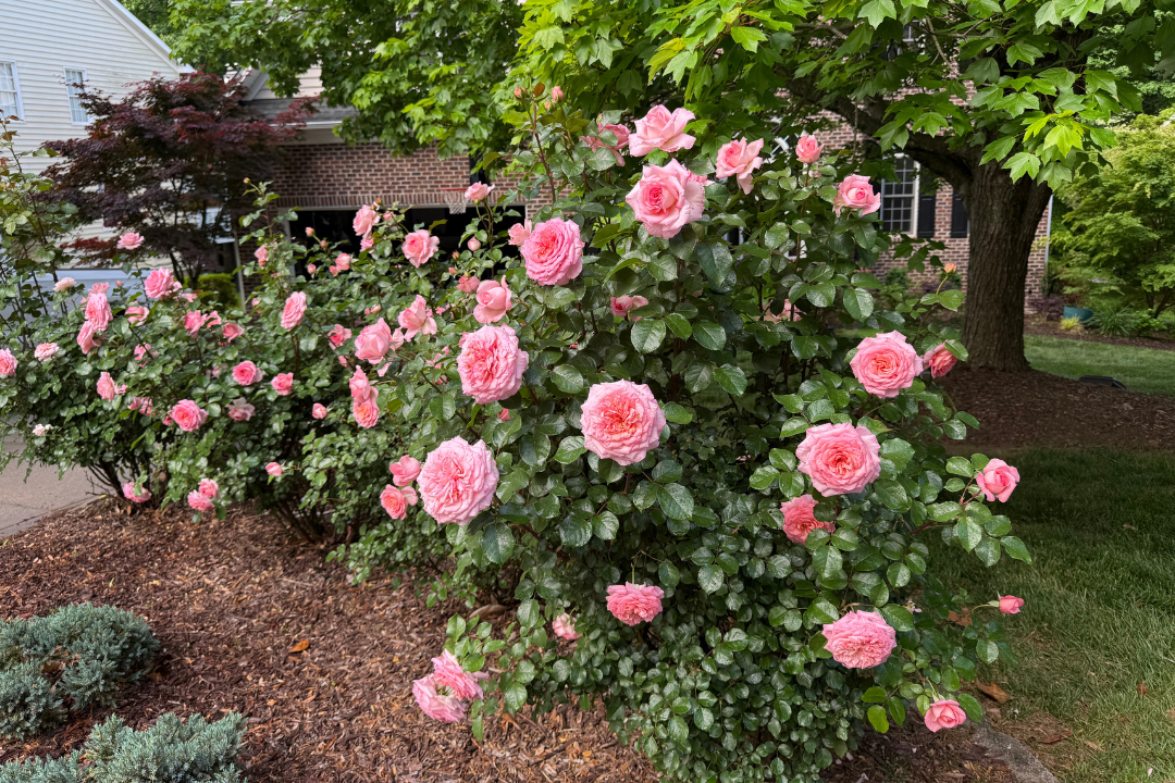 Antique Rose Emporium Savannah Sunbelt