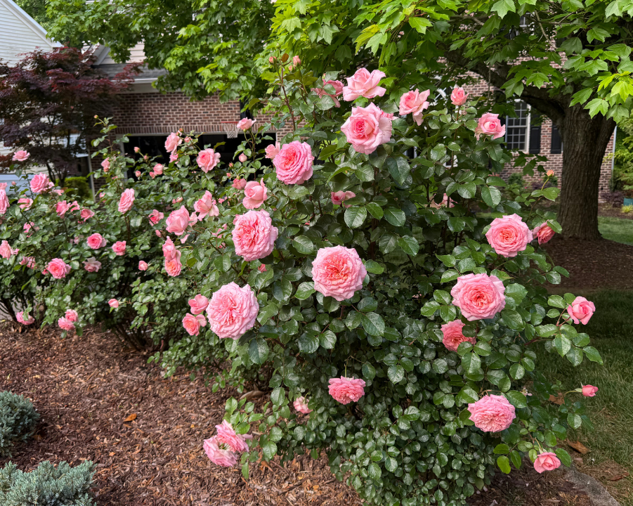Pink Cut Rose Bundle