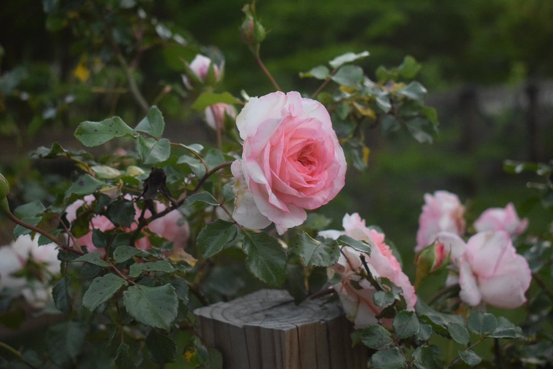 rose seeds nearby Savannah™