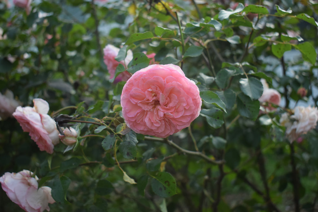 Savannah™ - Sunbelt®