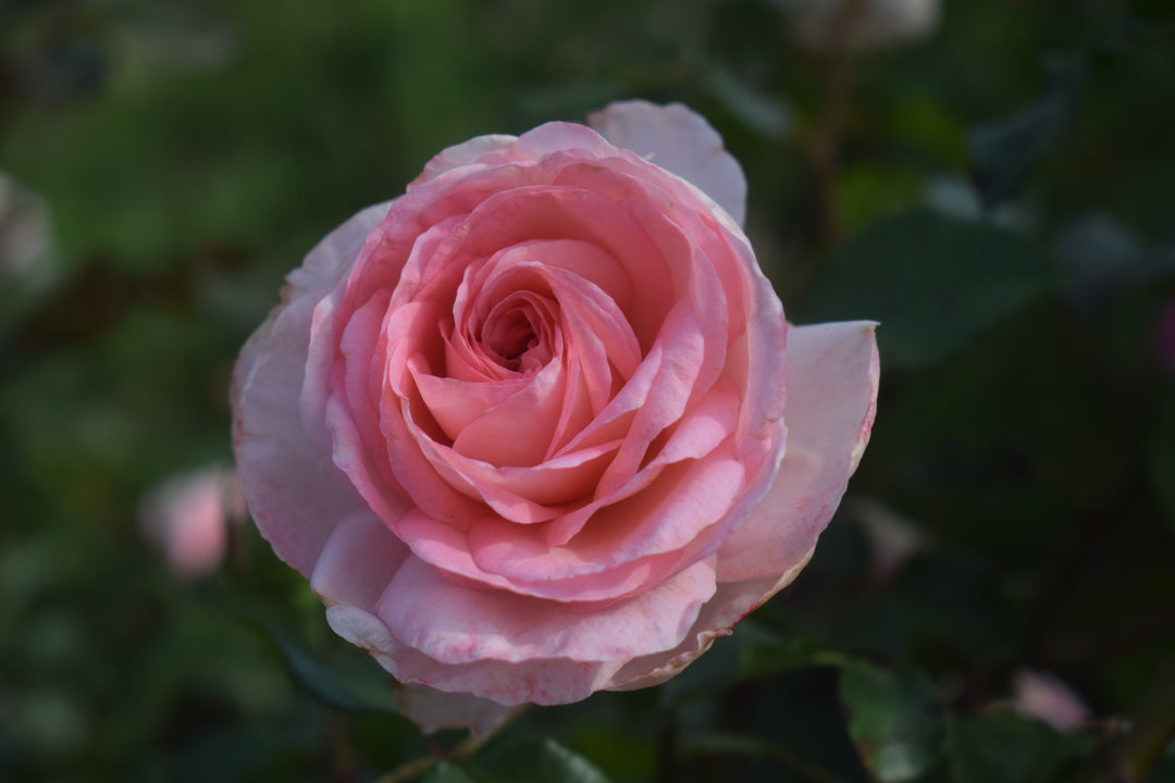 Savannah™ - Sunbelt®