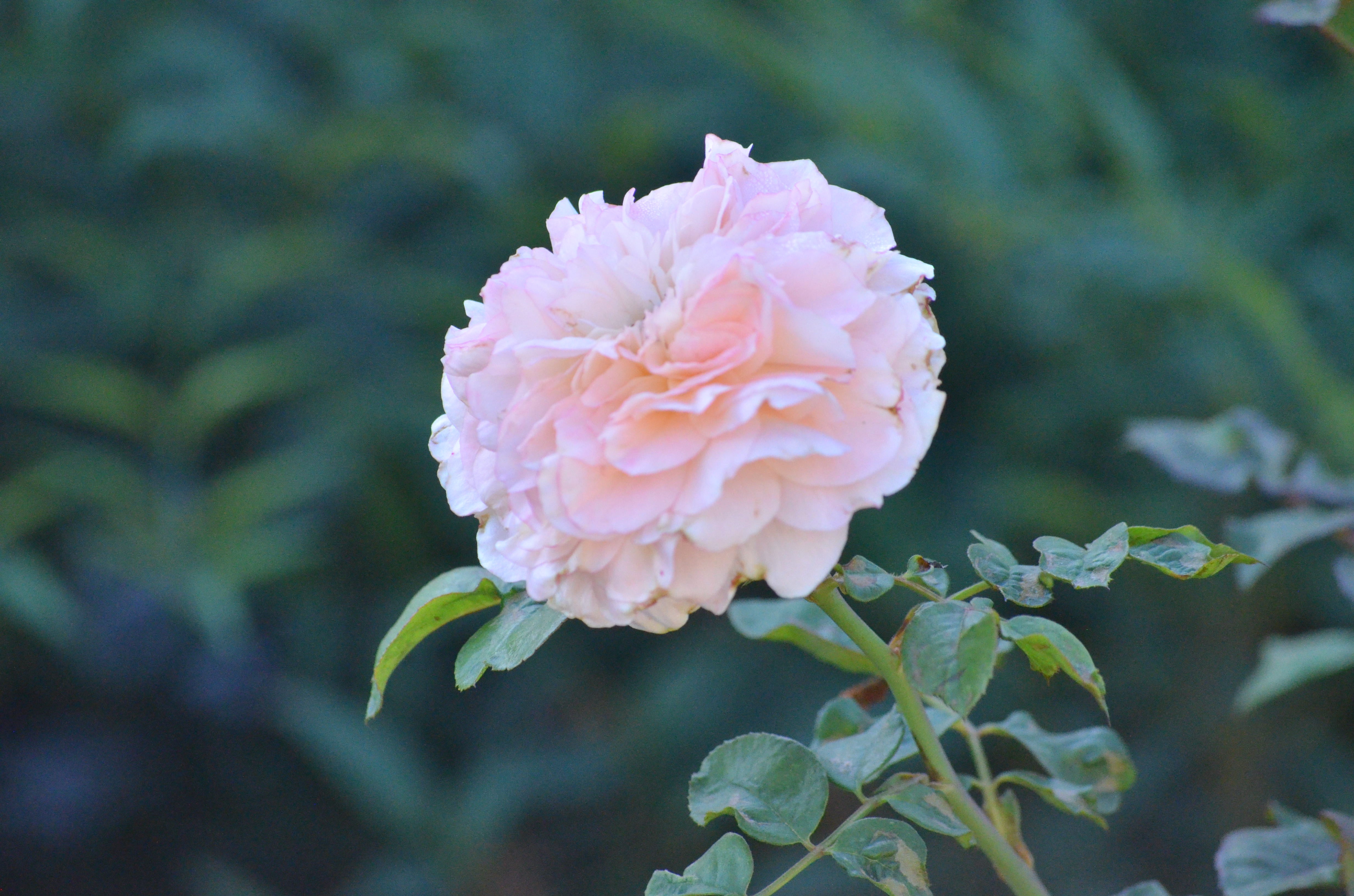 Antique Rose Emporium Savannah Sunbelt - Thumbnail 5