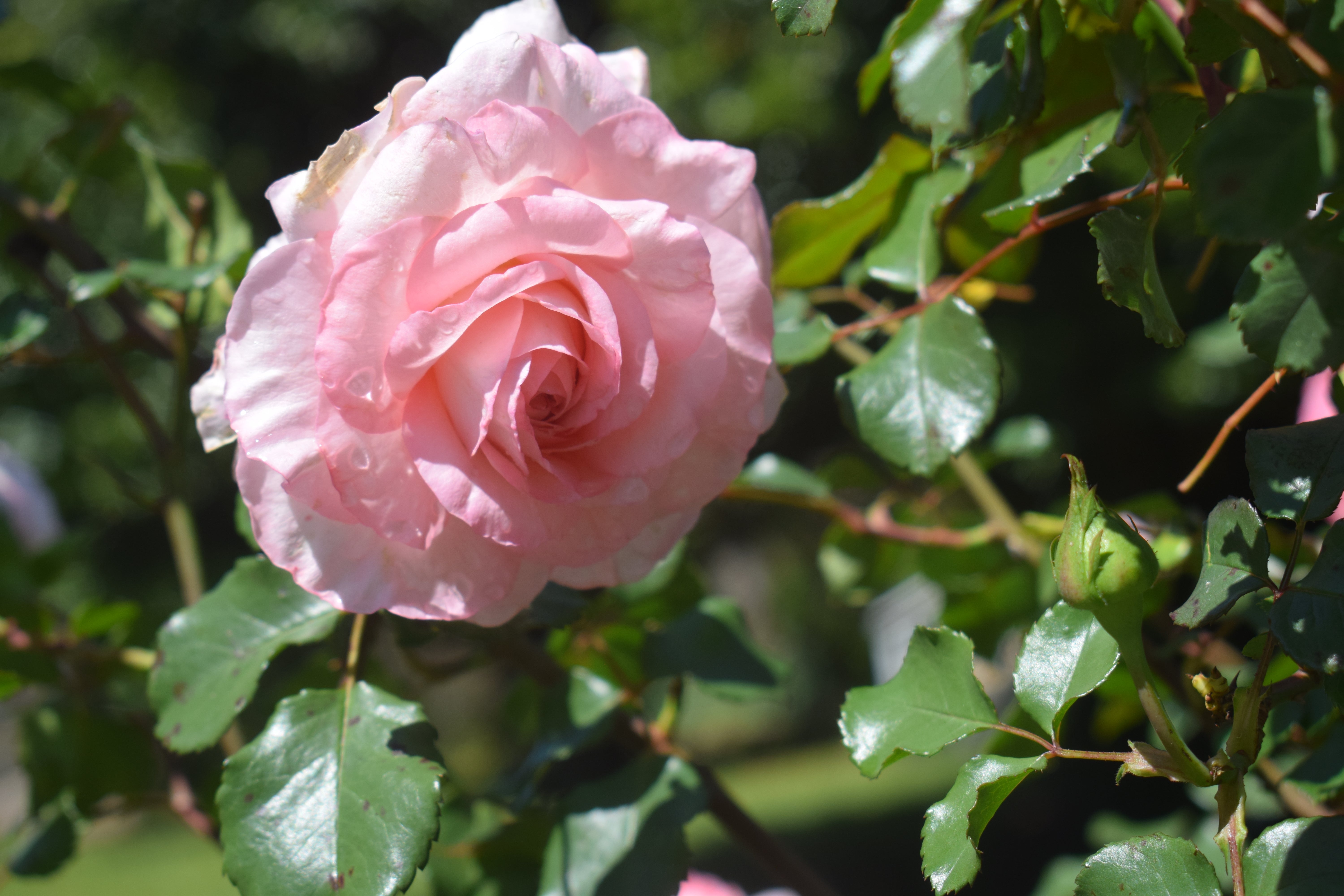 Savannah™ - Sunbelt® – Antique Rose Emporium