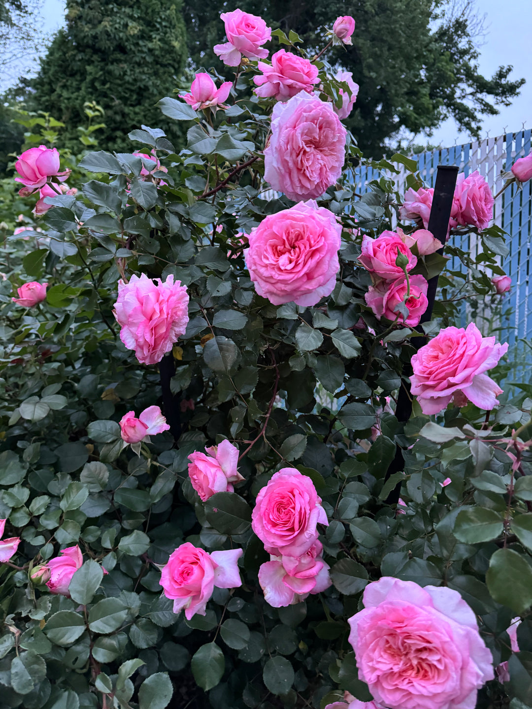 Savannah™ - Sunbelt®