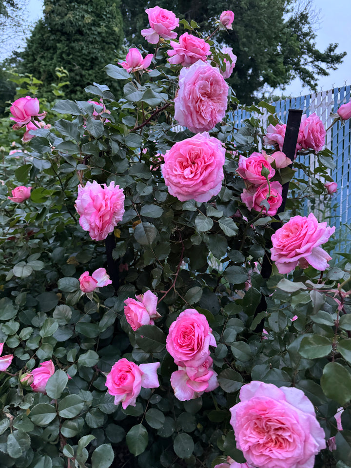 Savannah™ - Sunbelt®