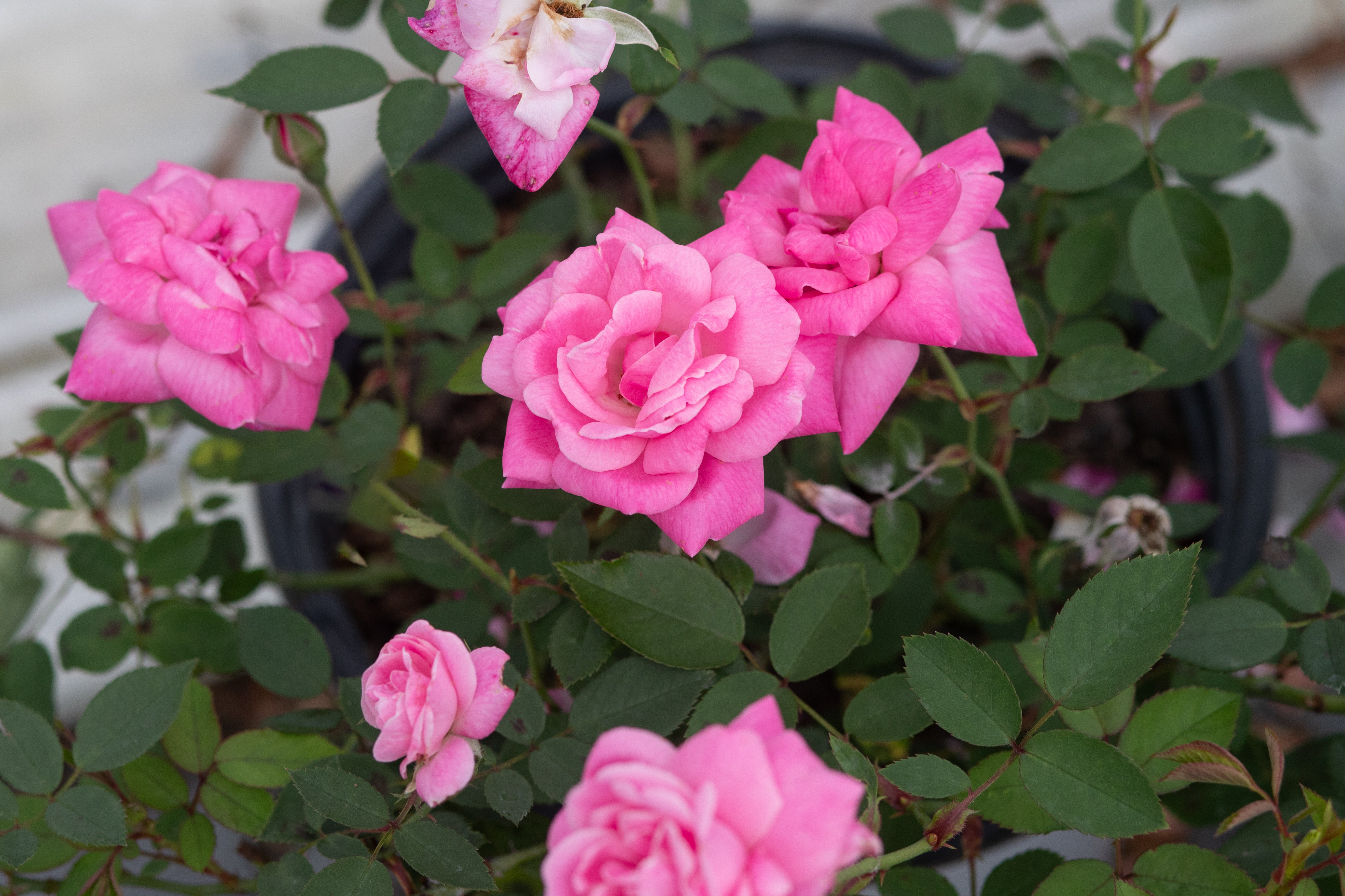 China Roses – Antique Rose Emporium