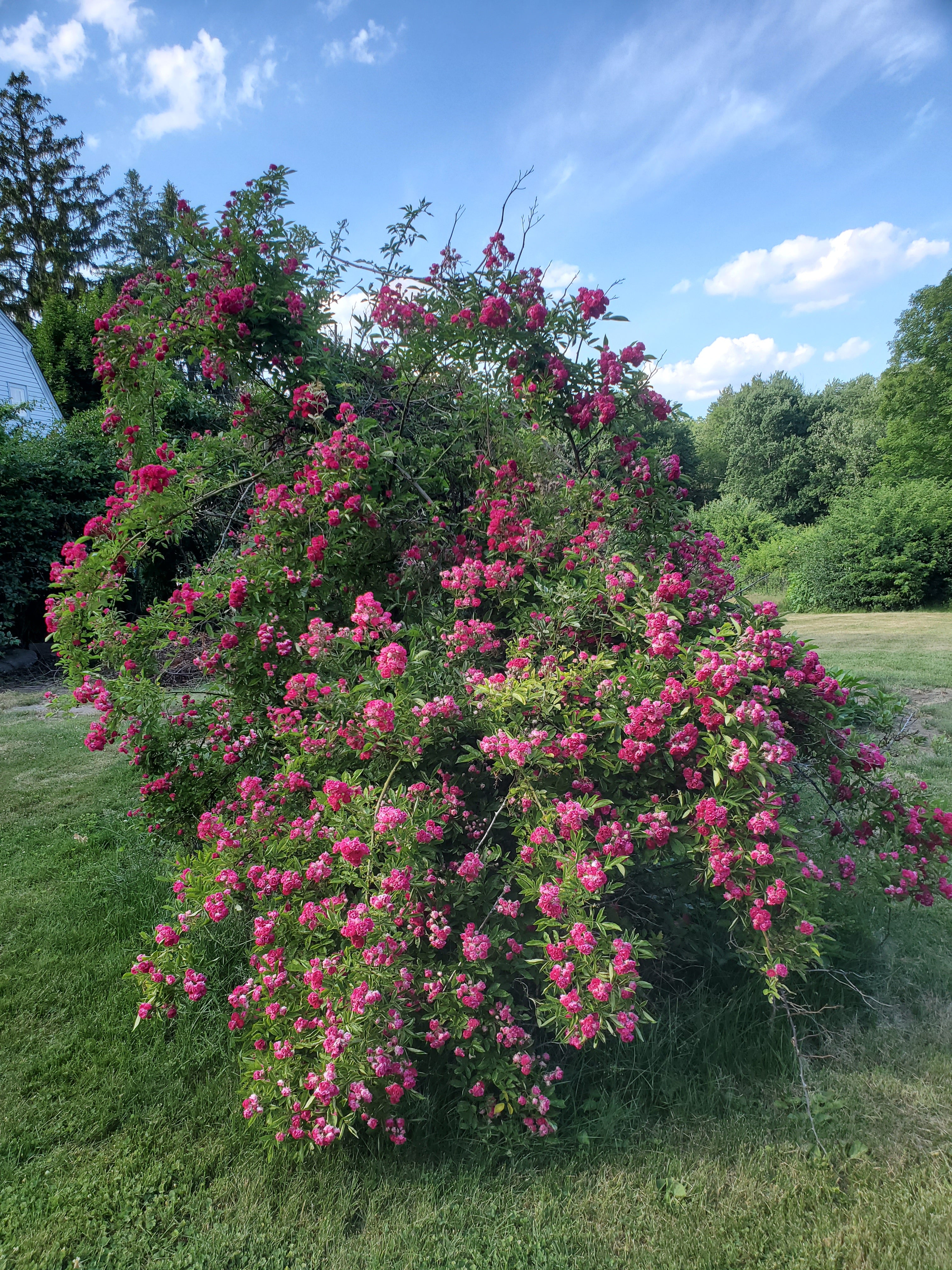 Seven Sisters – Antique Rose Emporium