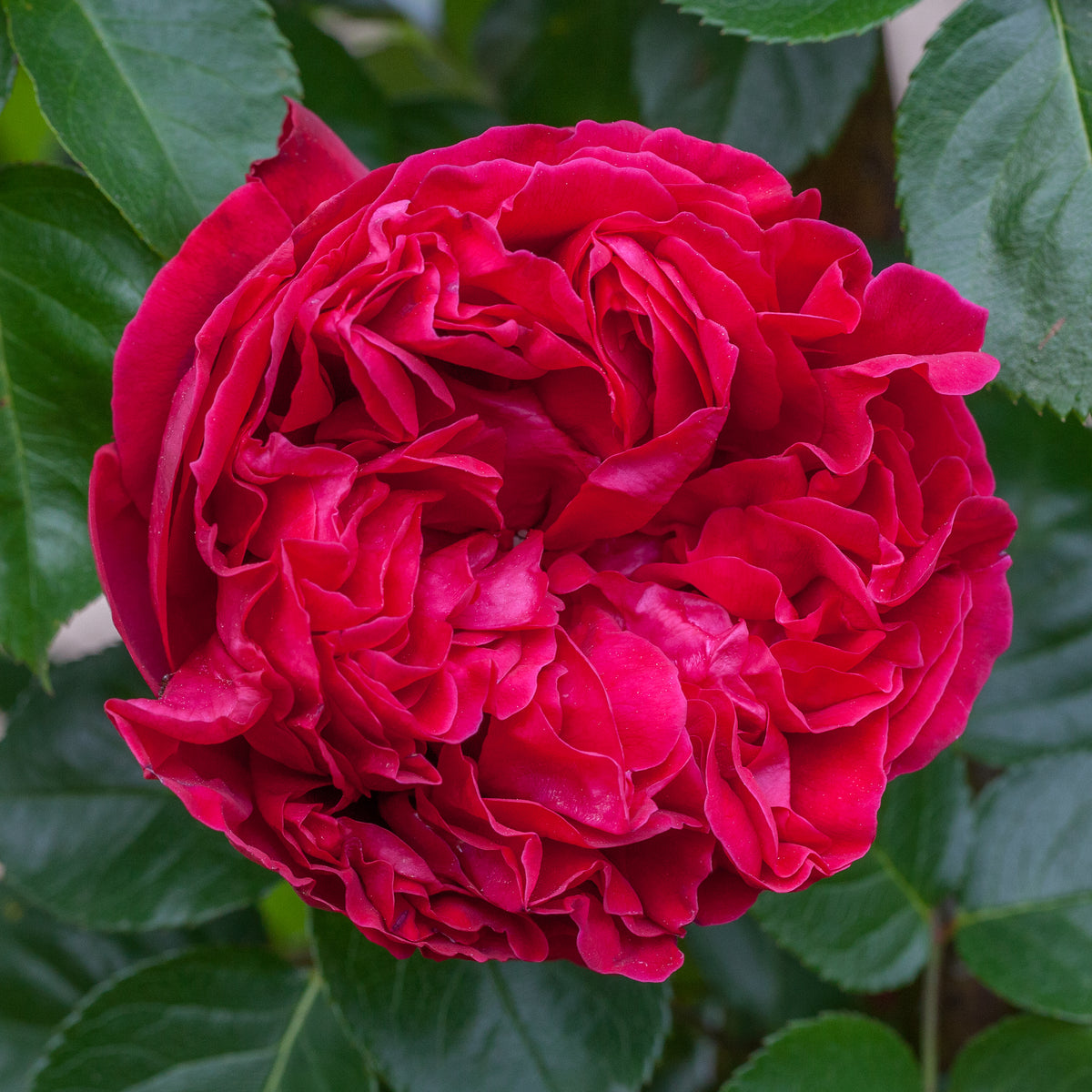 Red Rosen Layer Red Eden Climber® – Antique Rose Emporium