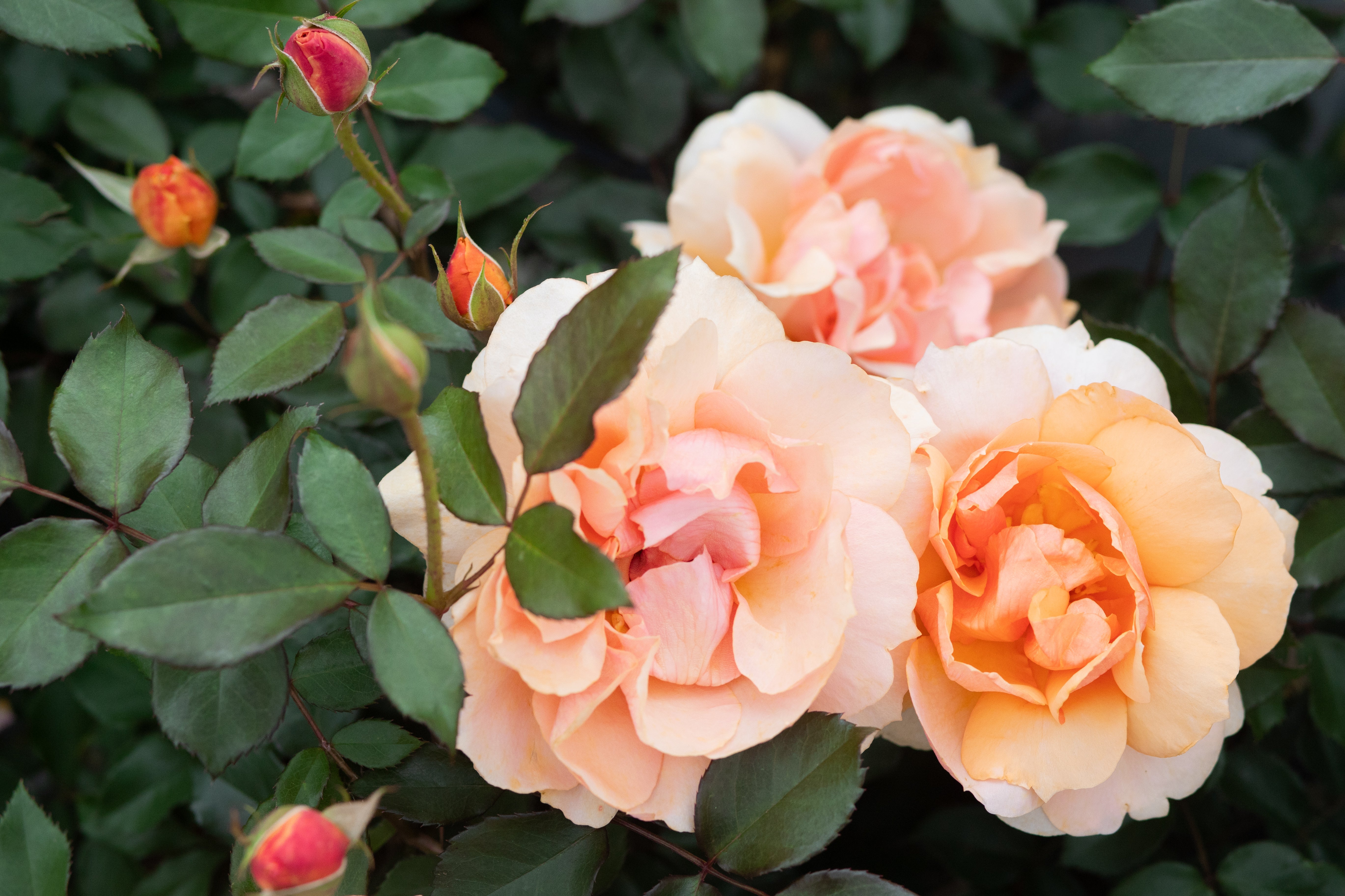 Soul Sister™ - Sunbelt® – Antique Rose Emporium