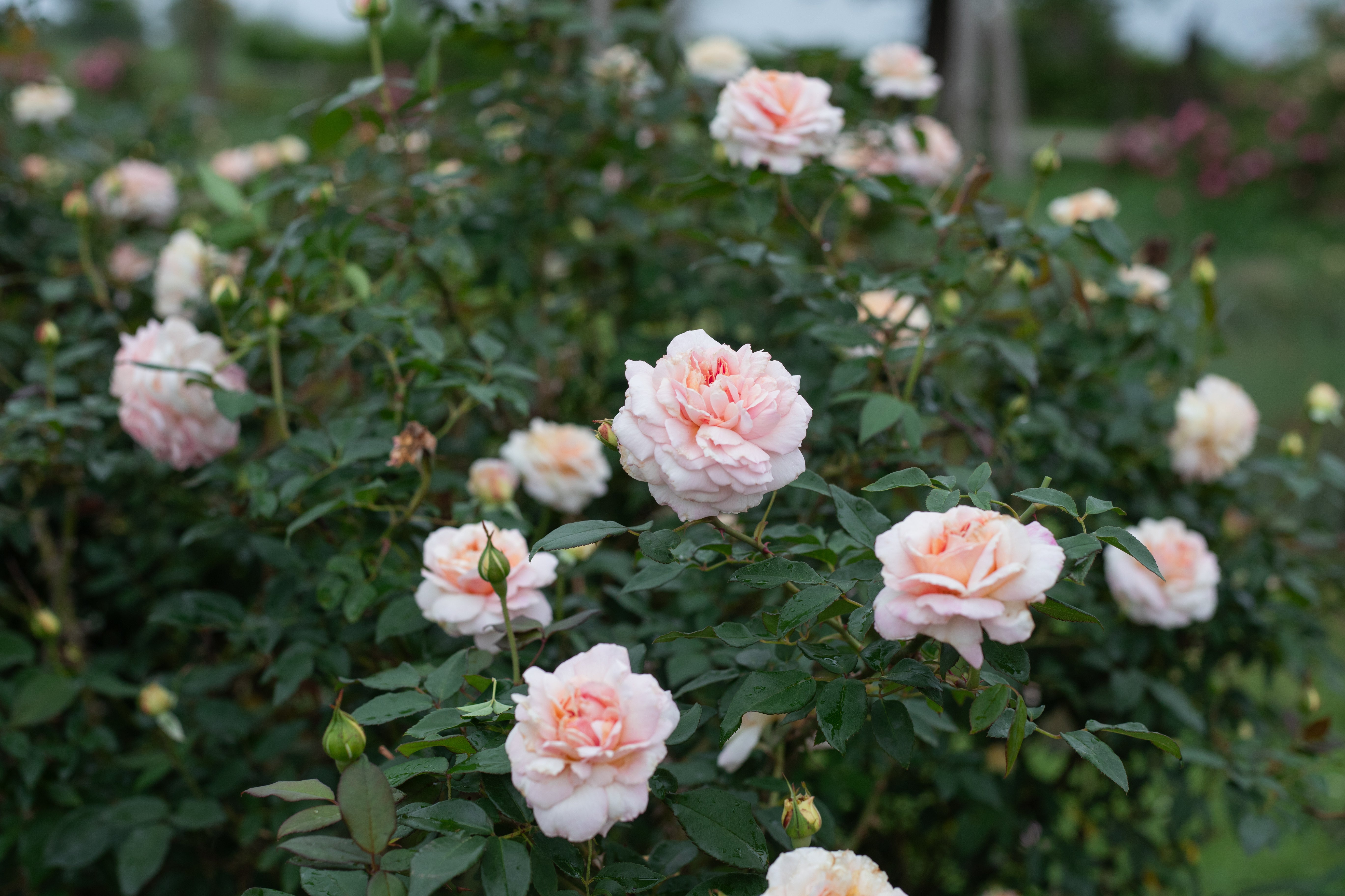 Southern Sweet Tea – Antique Rose Emporium