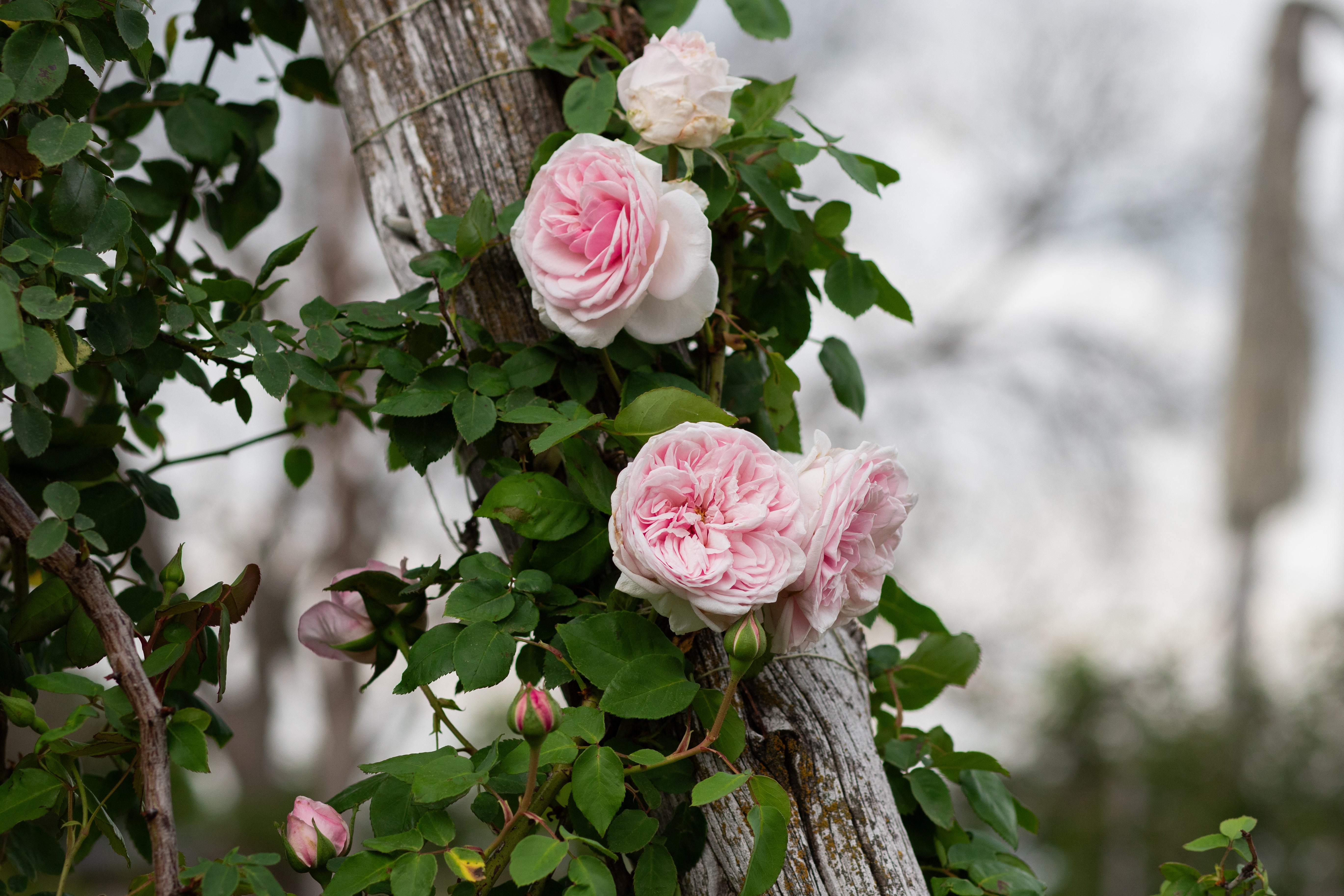 Antique Rose Emporium Souvenir De La Malmaison - Thumbnail 2