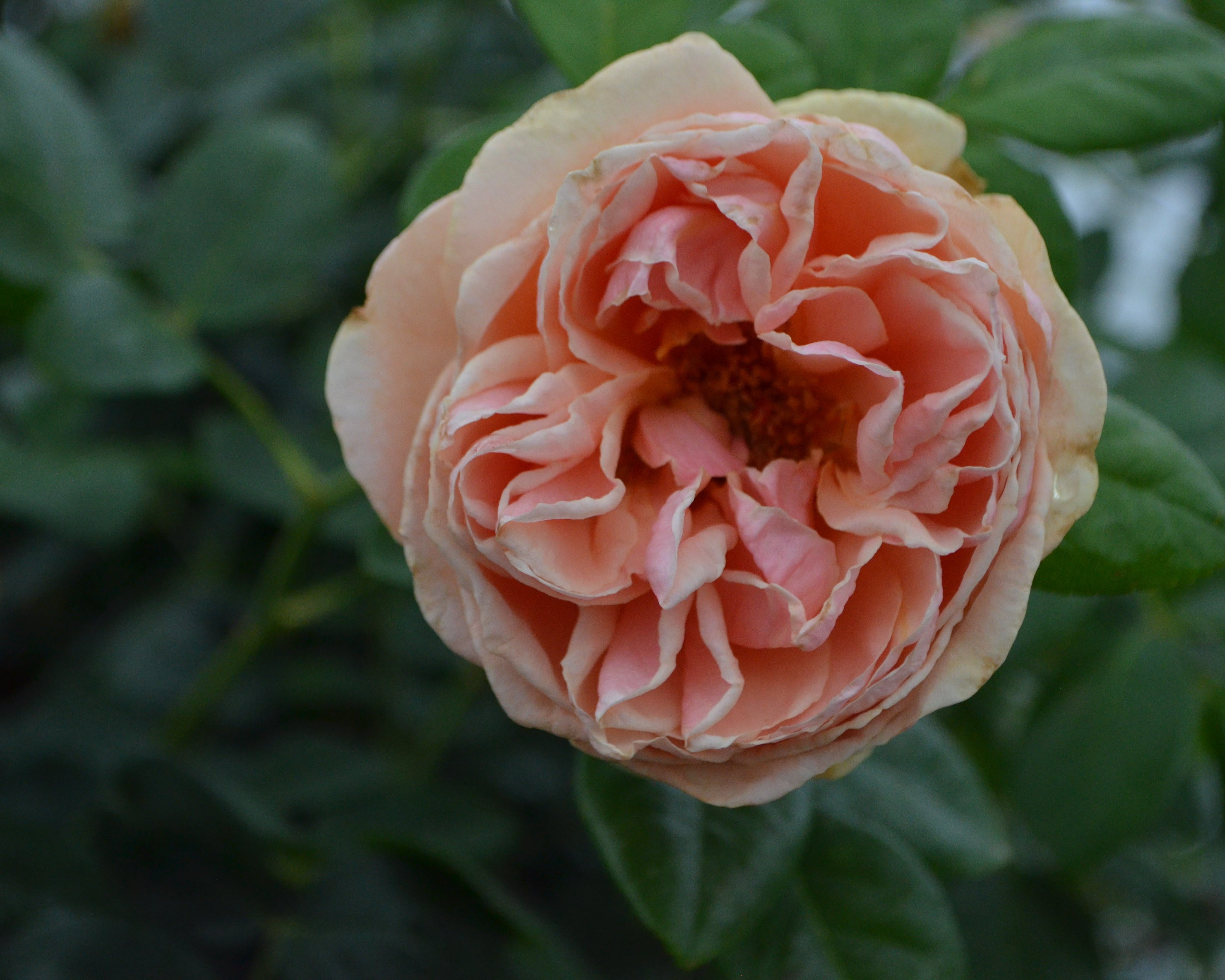 Zone 5 – Antique Rose Emporium