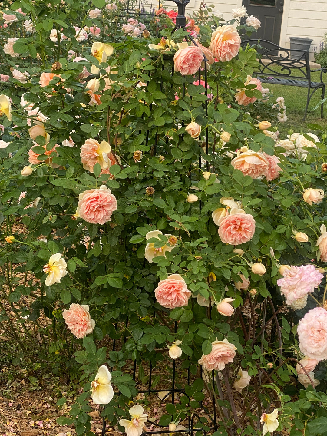 Star of the Republic