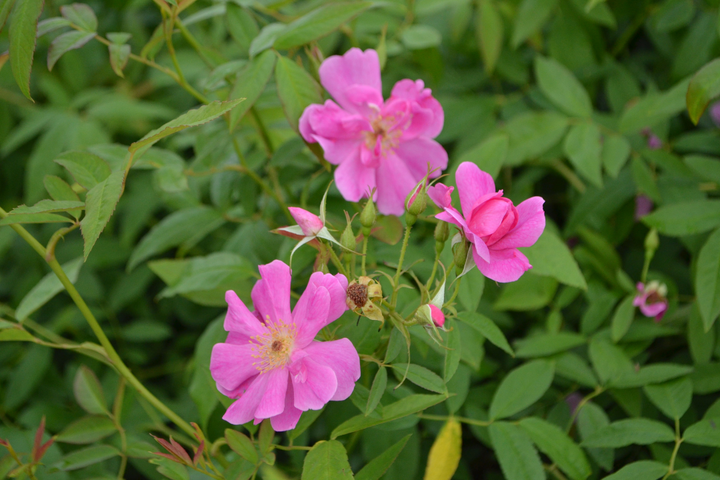 Swamp Rose