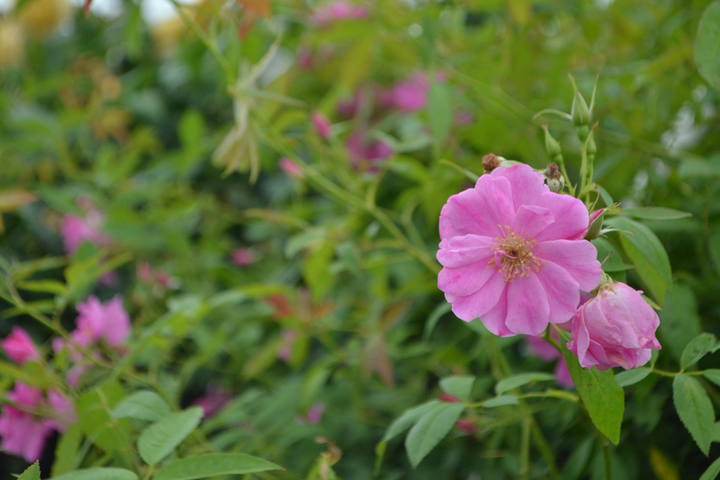 Swamp Rose