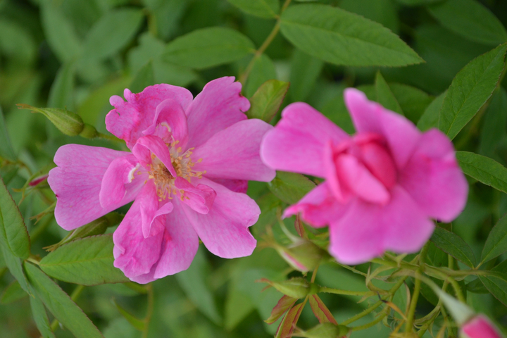 Swamp Rose