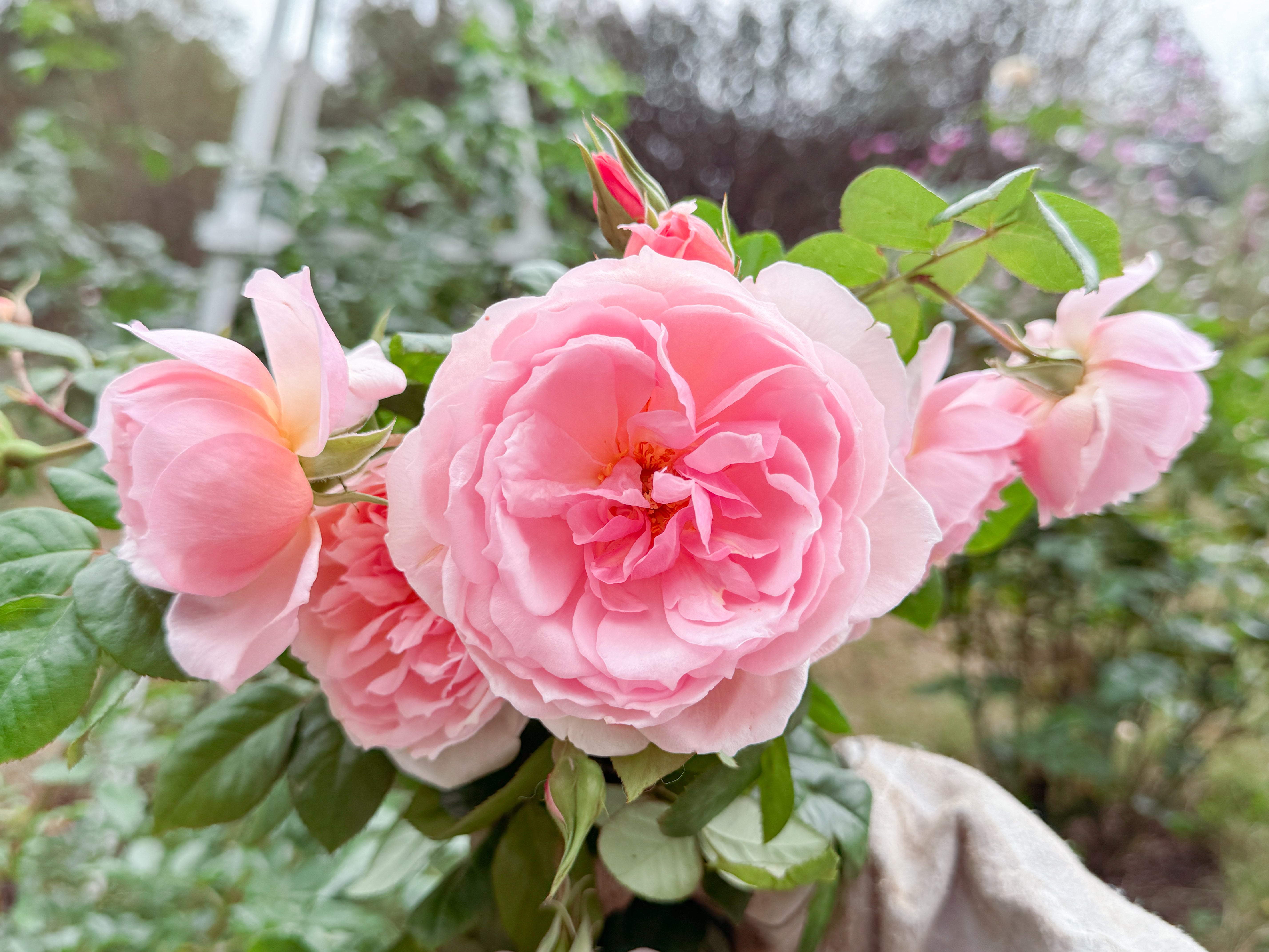 Sweet Frances – Antique Rose Emporium