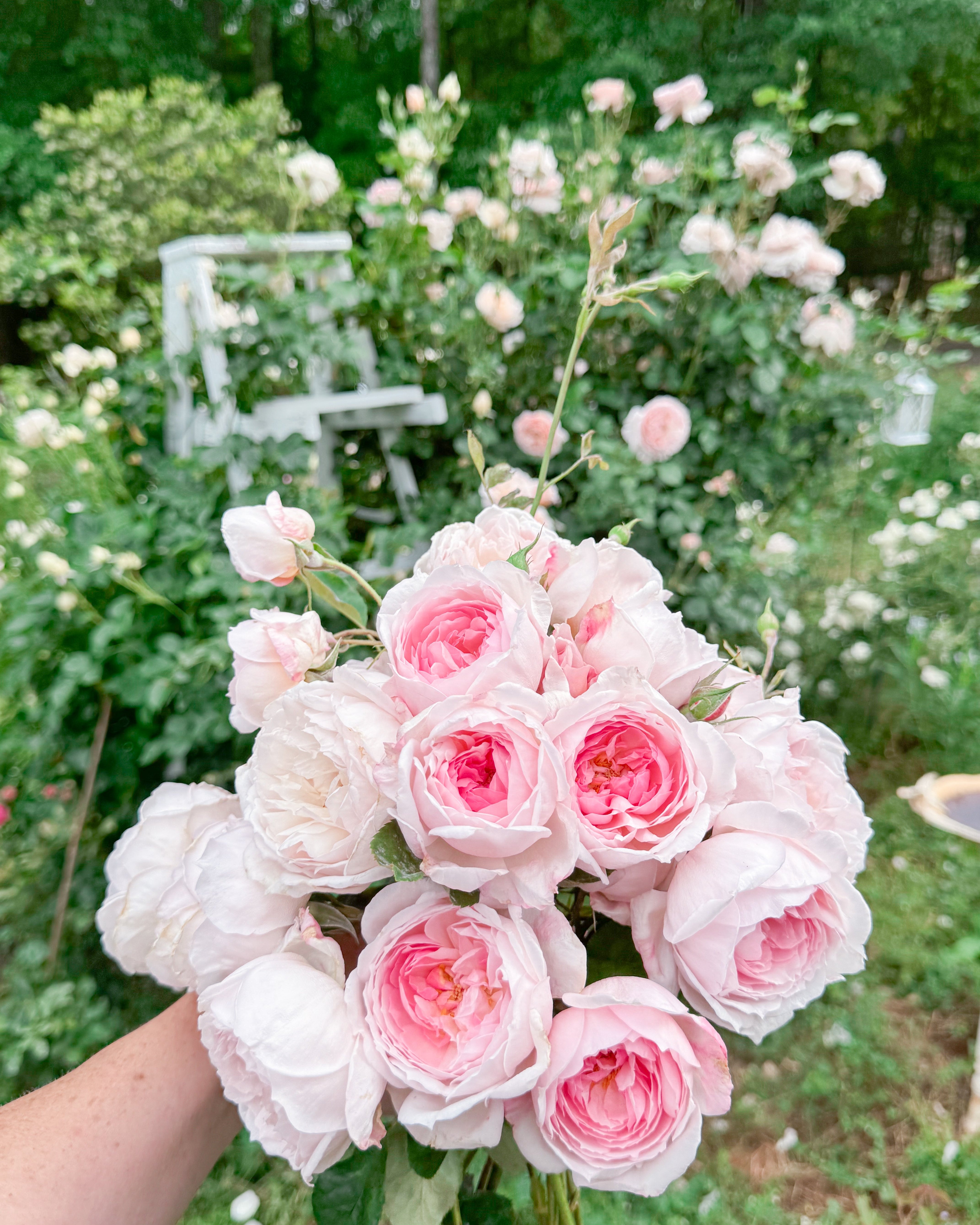 Sweet Frances – Antique Rose Emporium