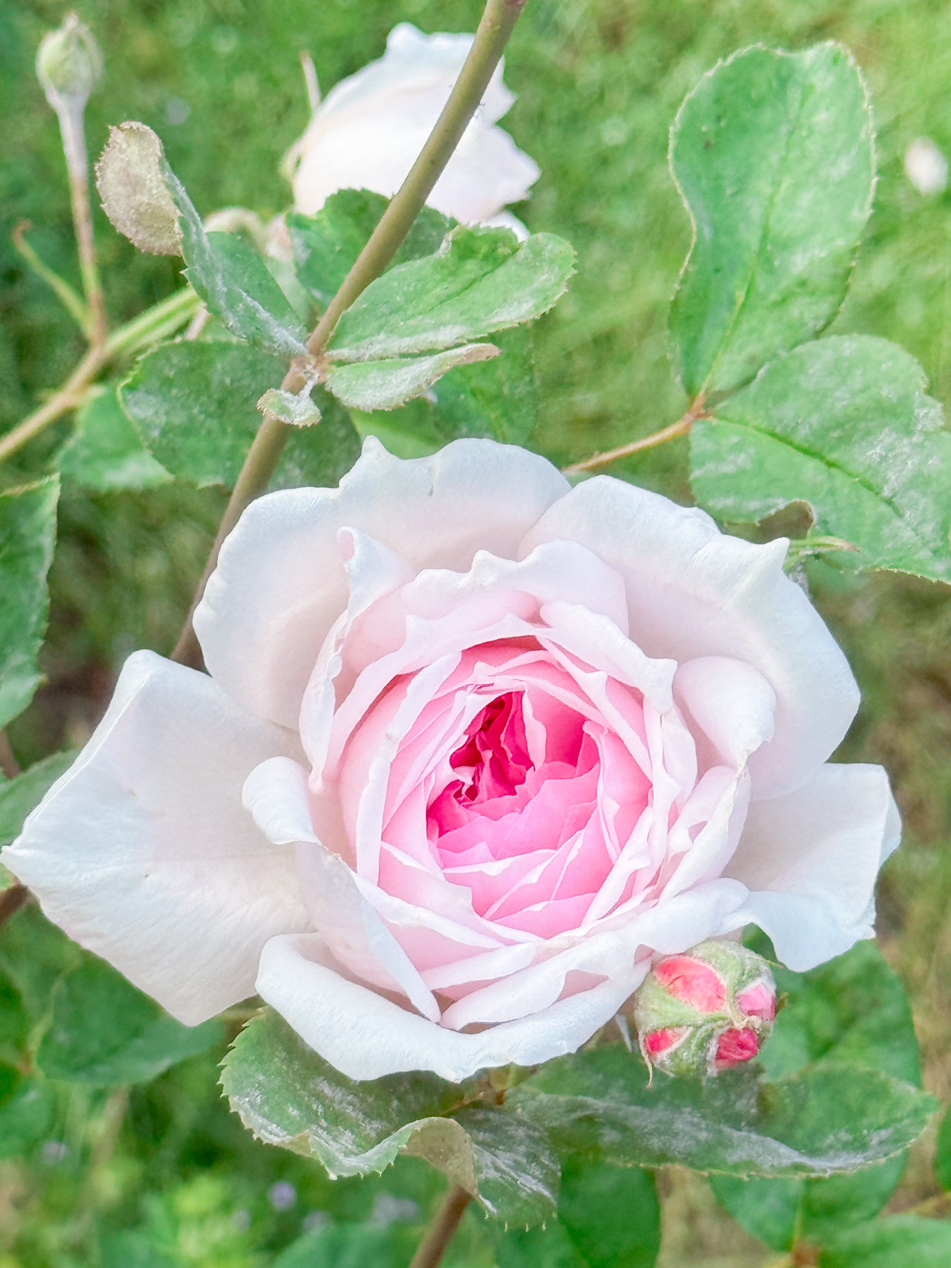フレンチキャッスル　フレグランスブーケ Sweet Frances – Antique Rose Emporium
