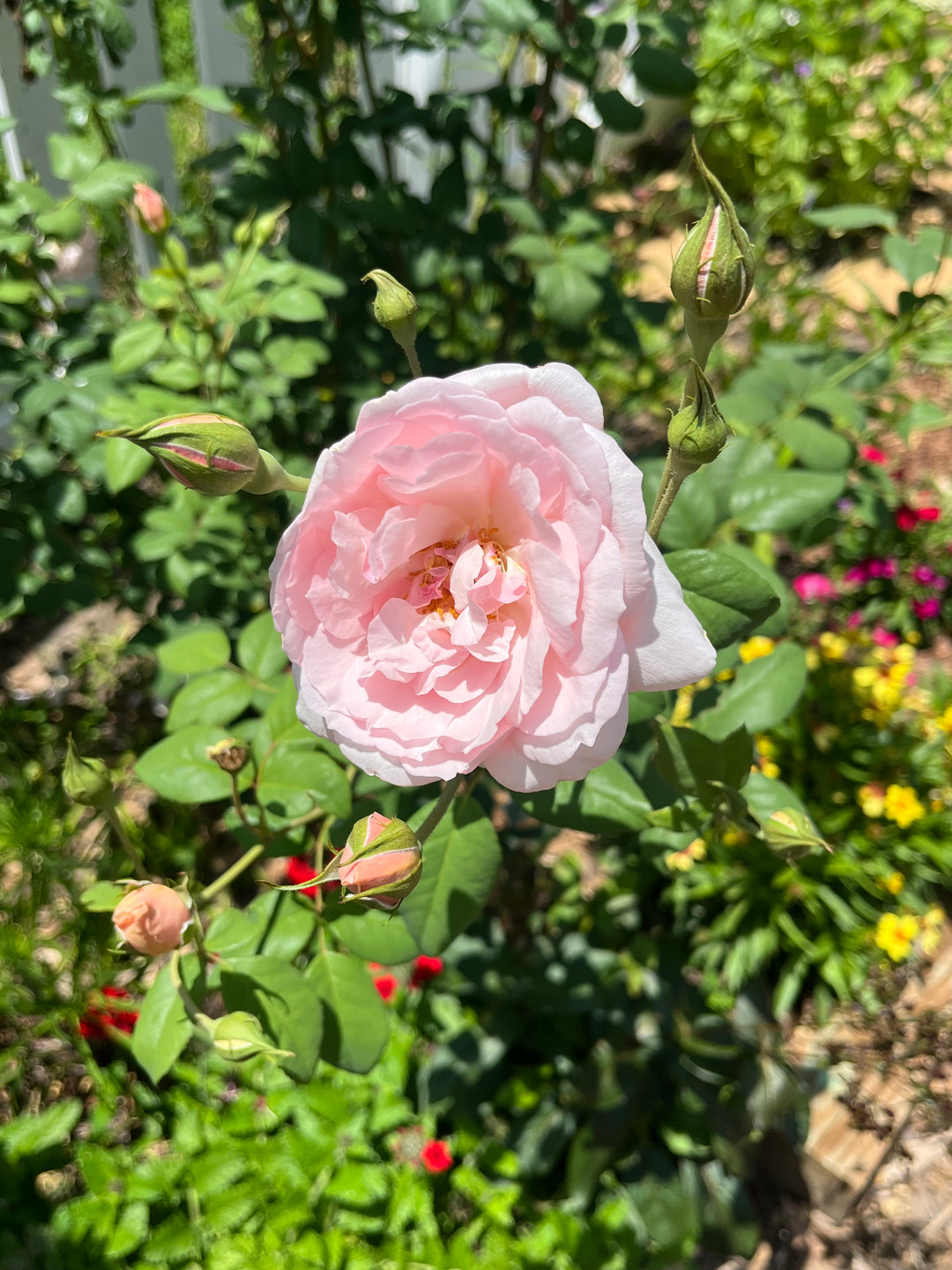 Sweet Frances