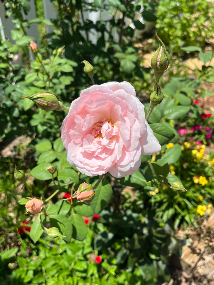 Sweet Frances