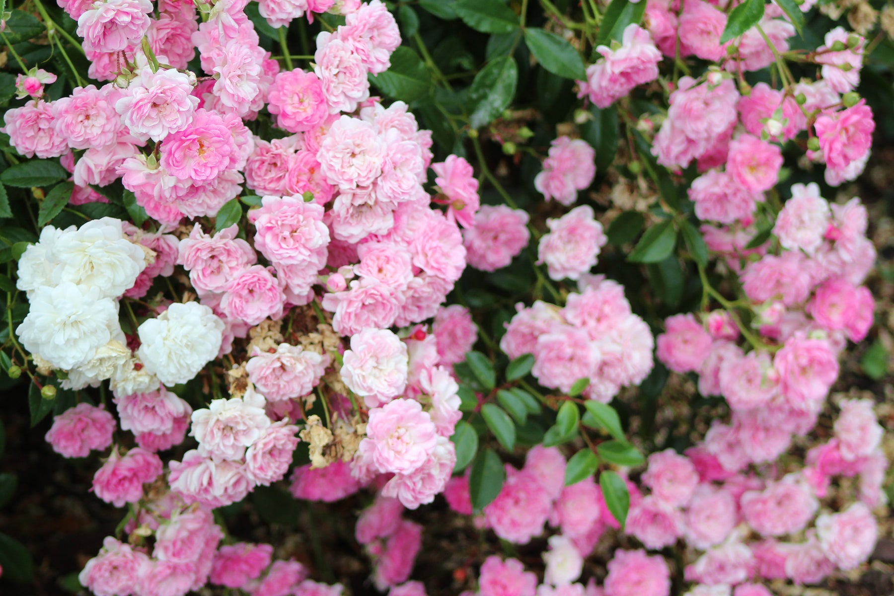 The Fairy Antique Rose Emporium