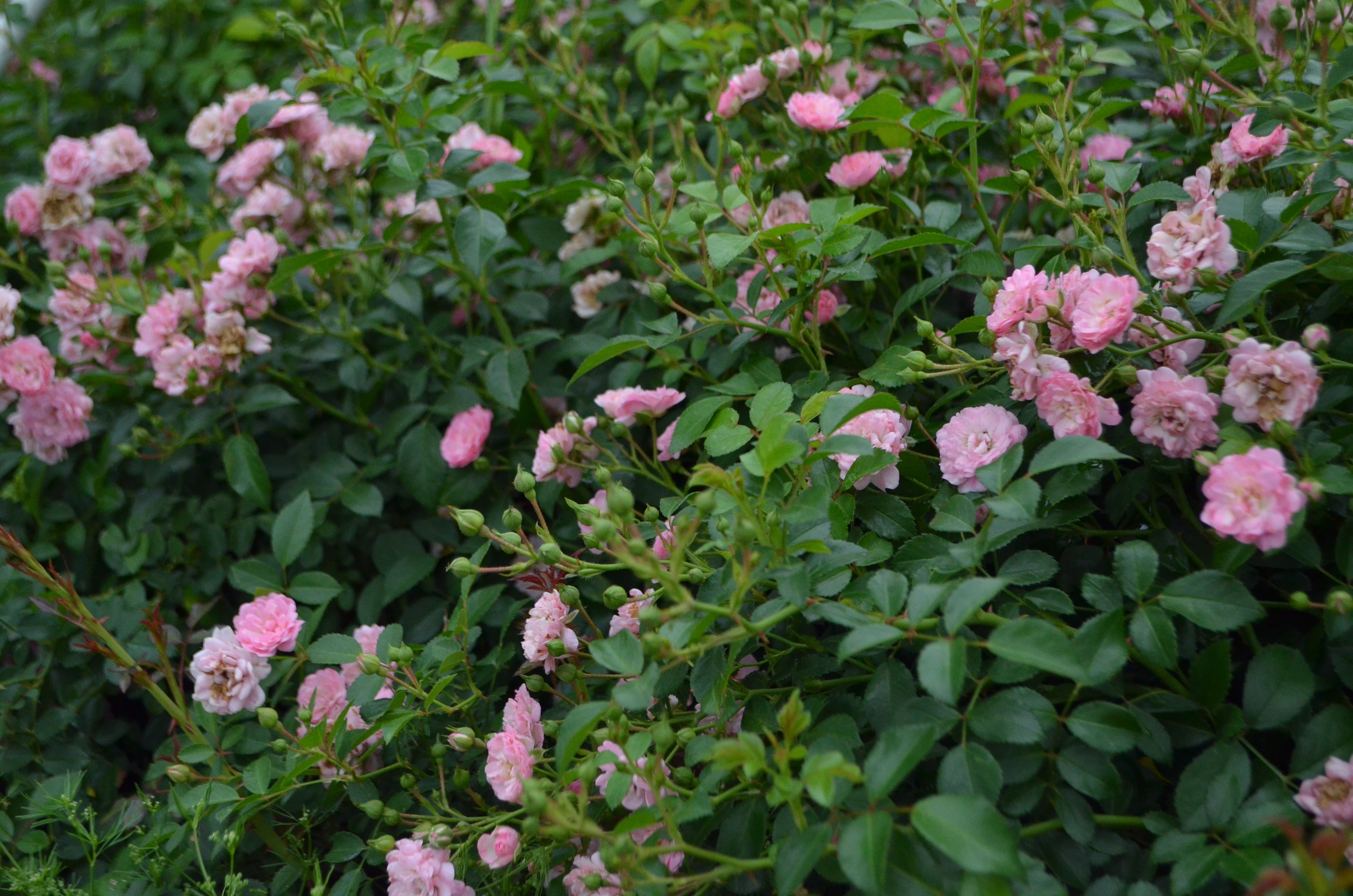 The Fairy – Antique Rose Emporium