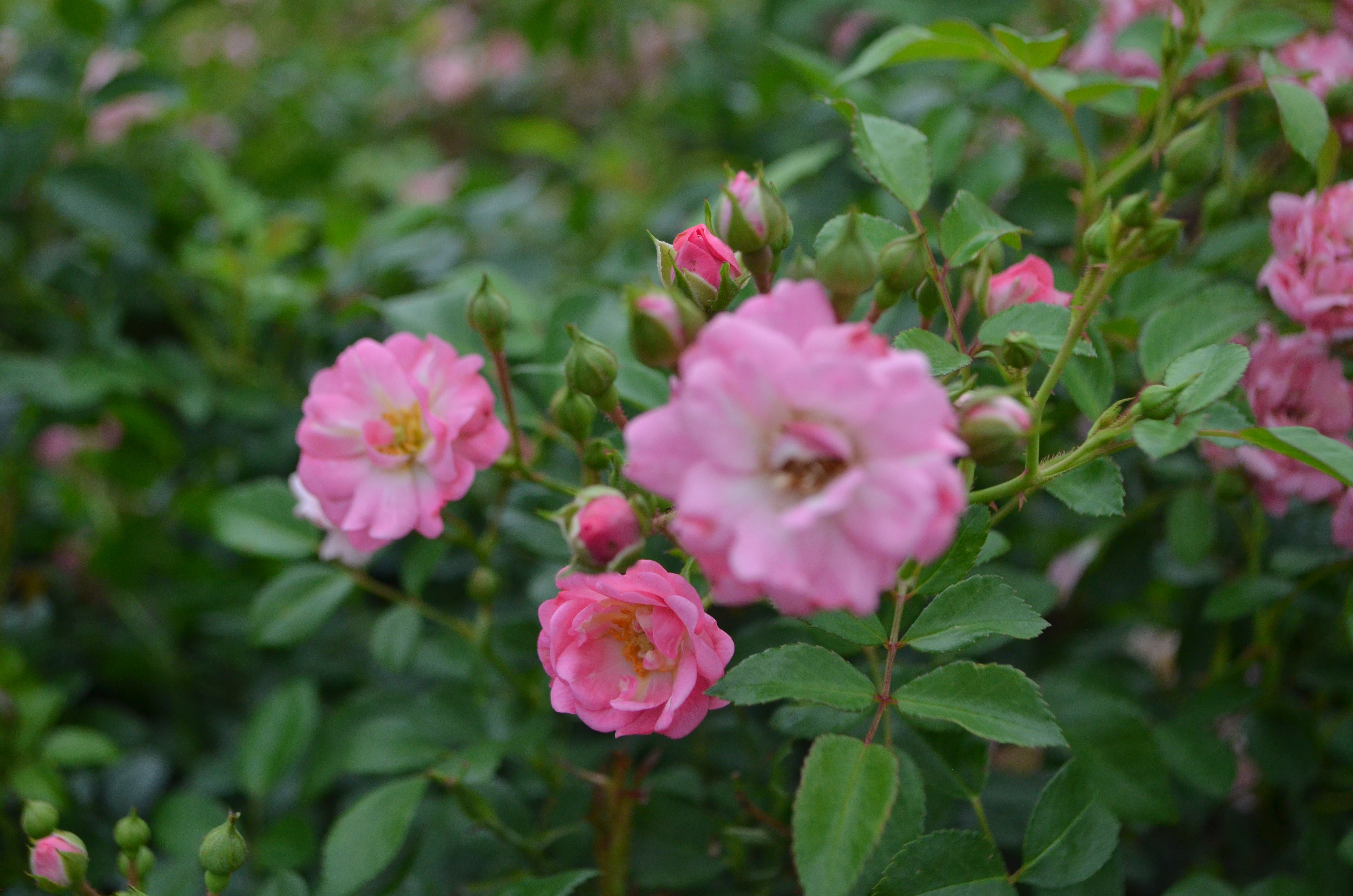 The Fairy – Antique Rose Emporium