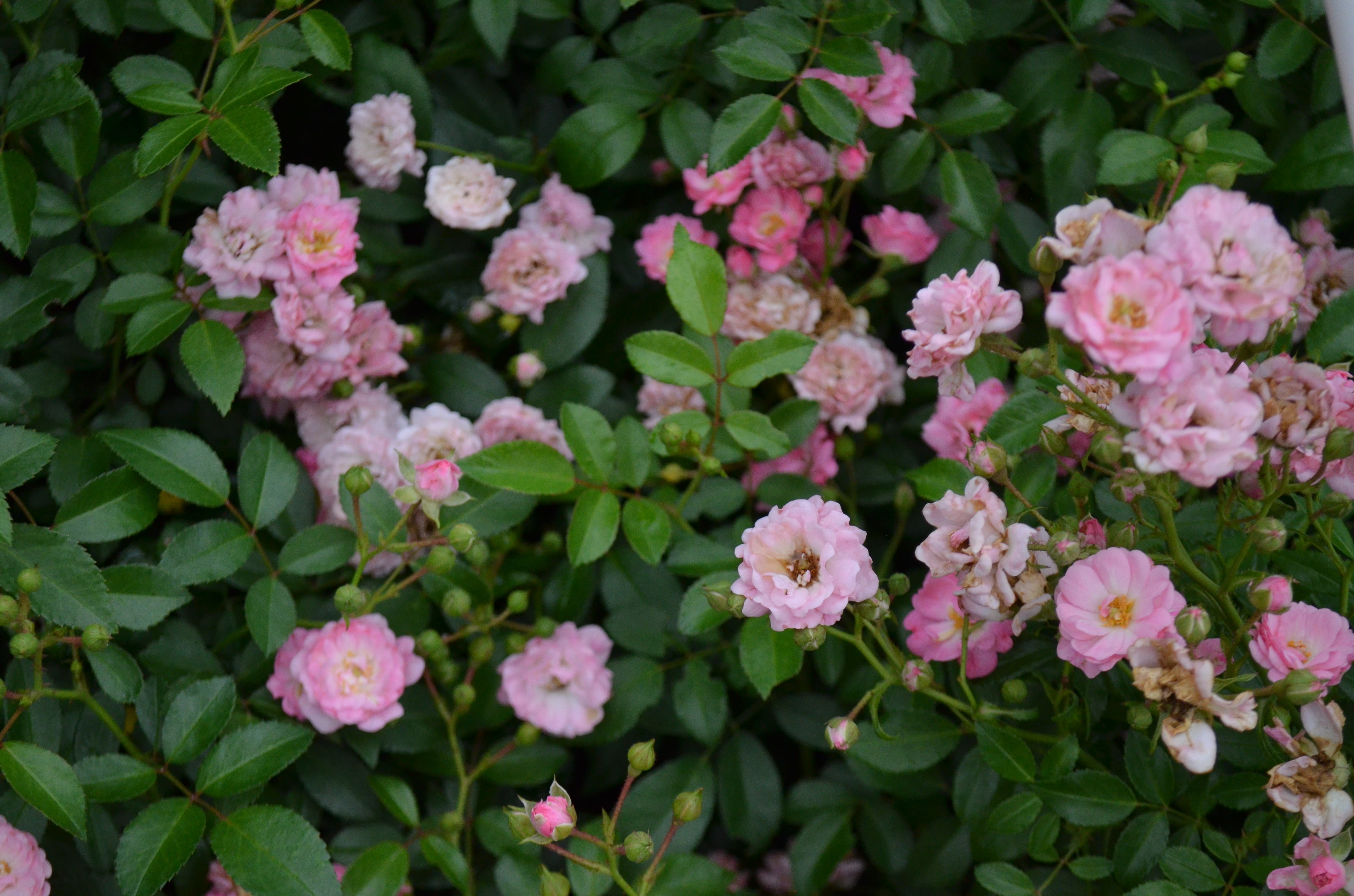 The Fairy – Antique Rose Emporium