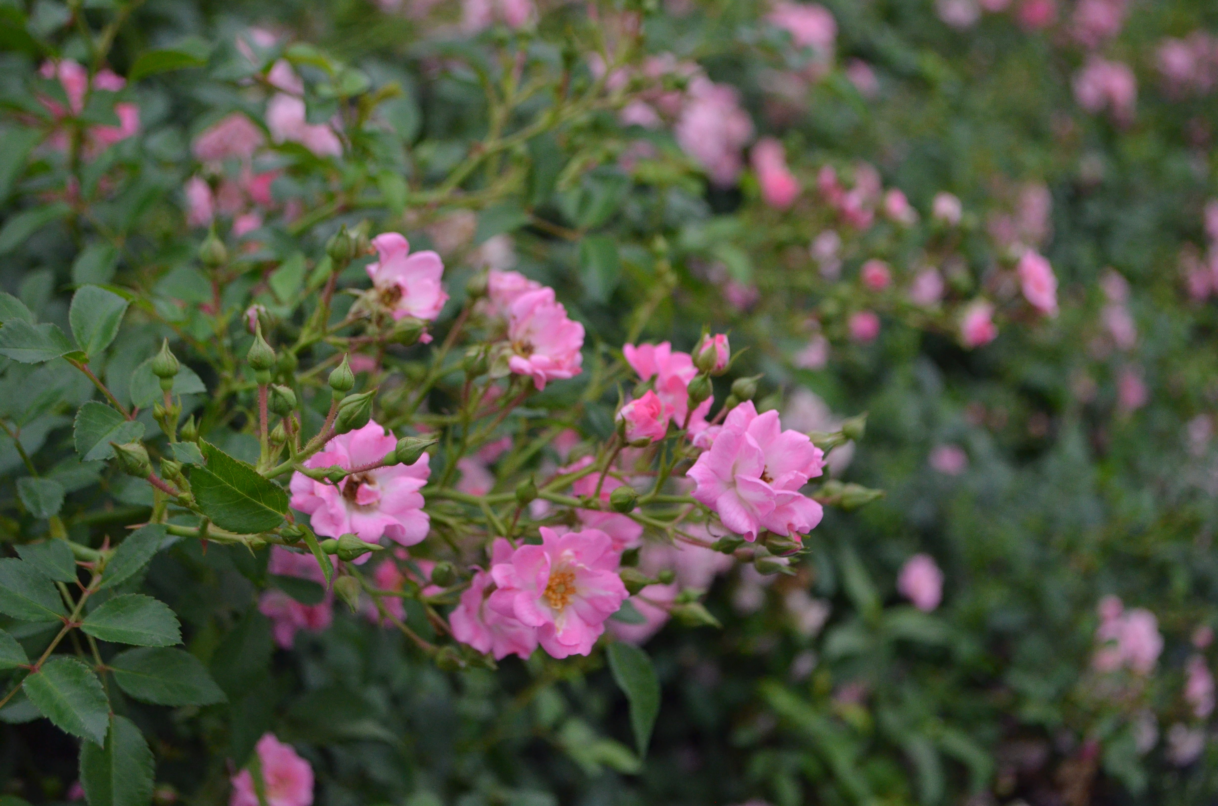 The Fairy – Antique Rose Emporium