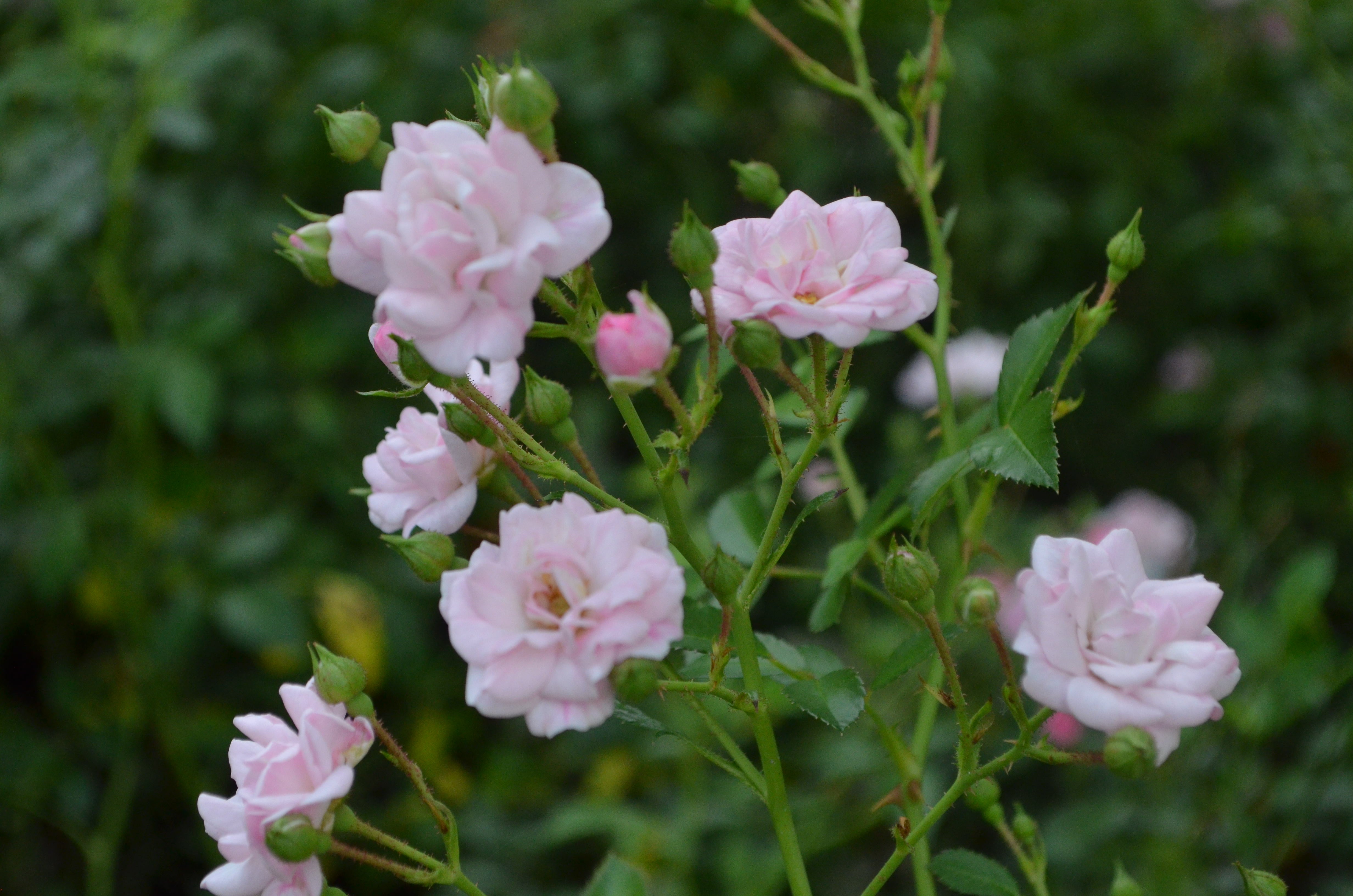 フェアリーローズページ The Fairy – Antique Rose Emporium