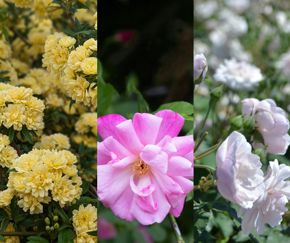 True Antique Rose Bundle (Climber Included)