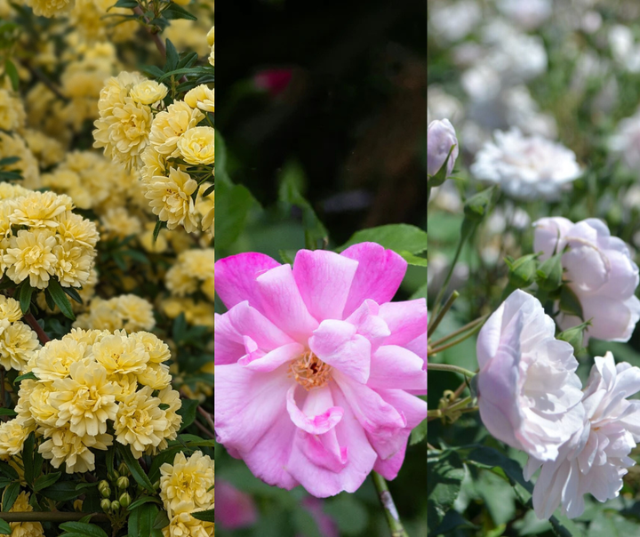 True Antique Rose Bundle (Climber Included)