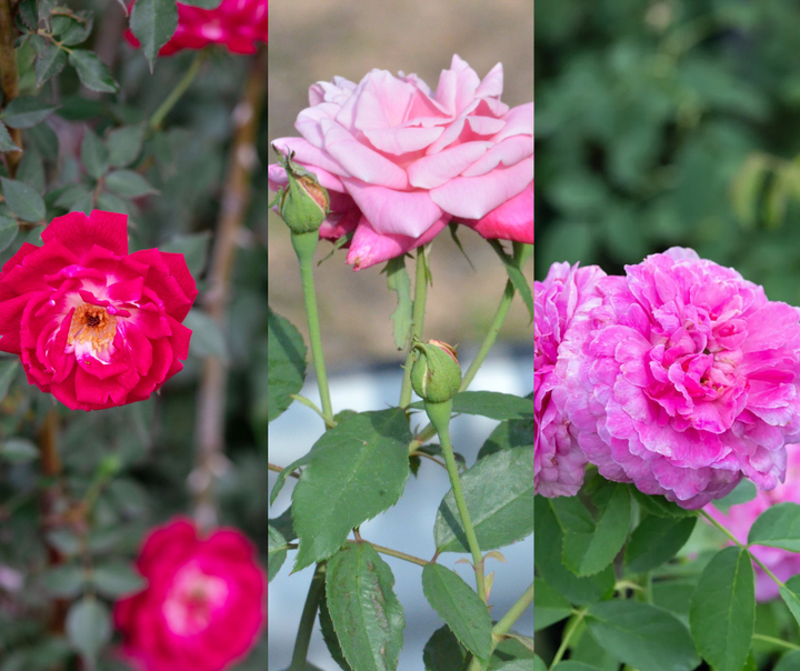 True Antique Shrub Rose Bundle