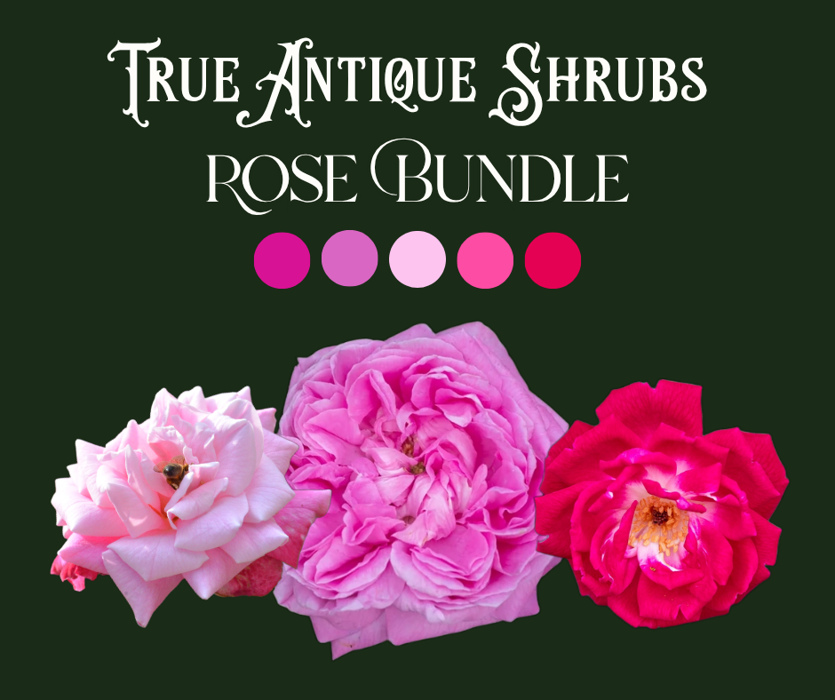 True Antique Shrub Rose Bundle