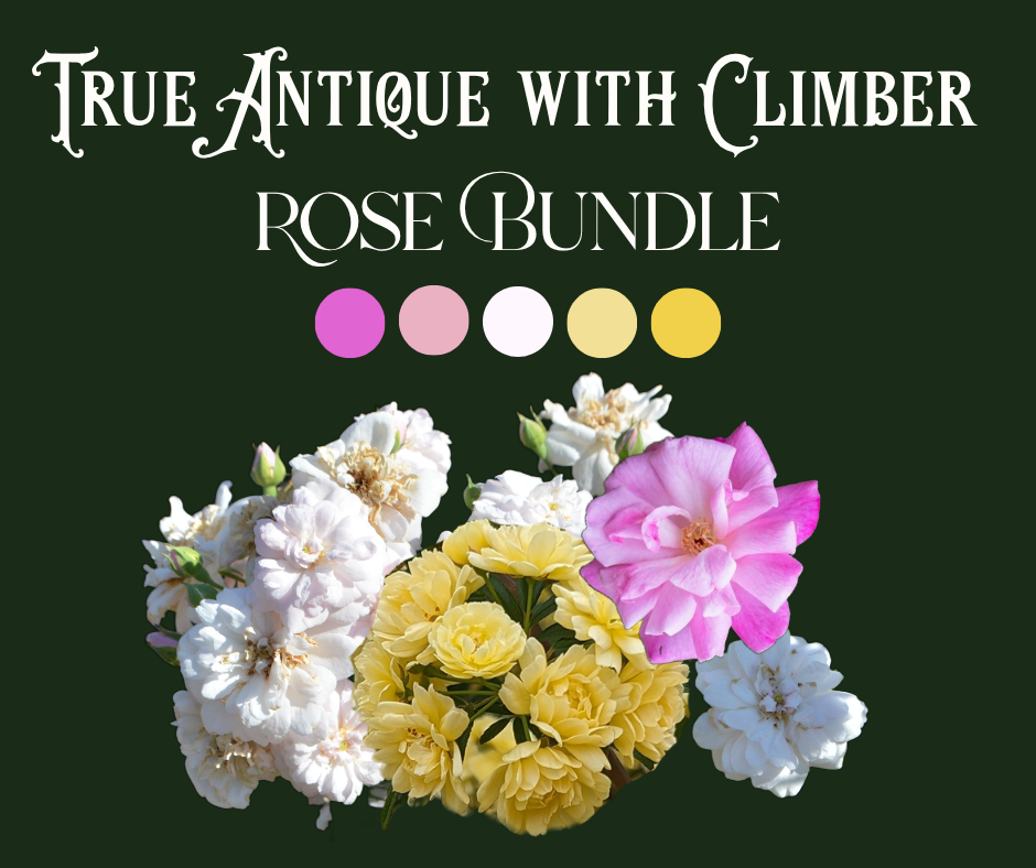 True Antique Rose Bundle (Climber Included)
