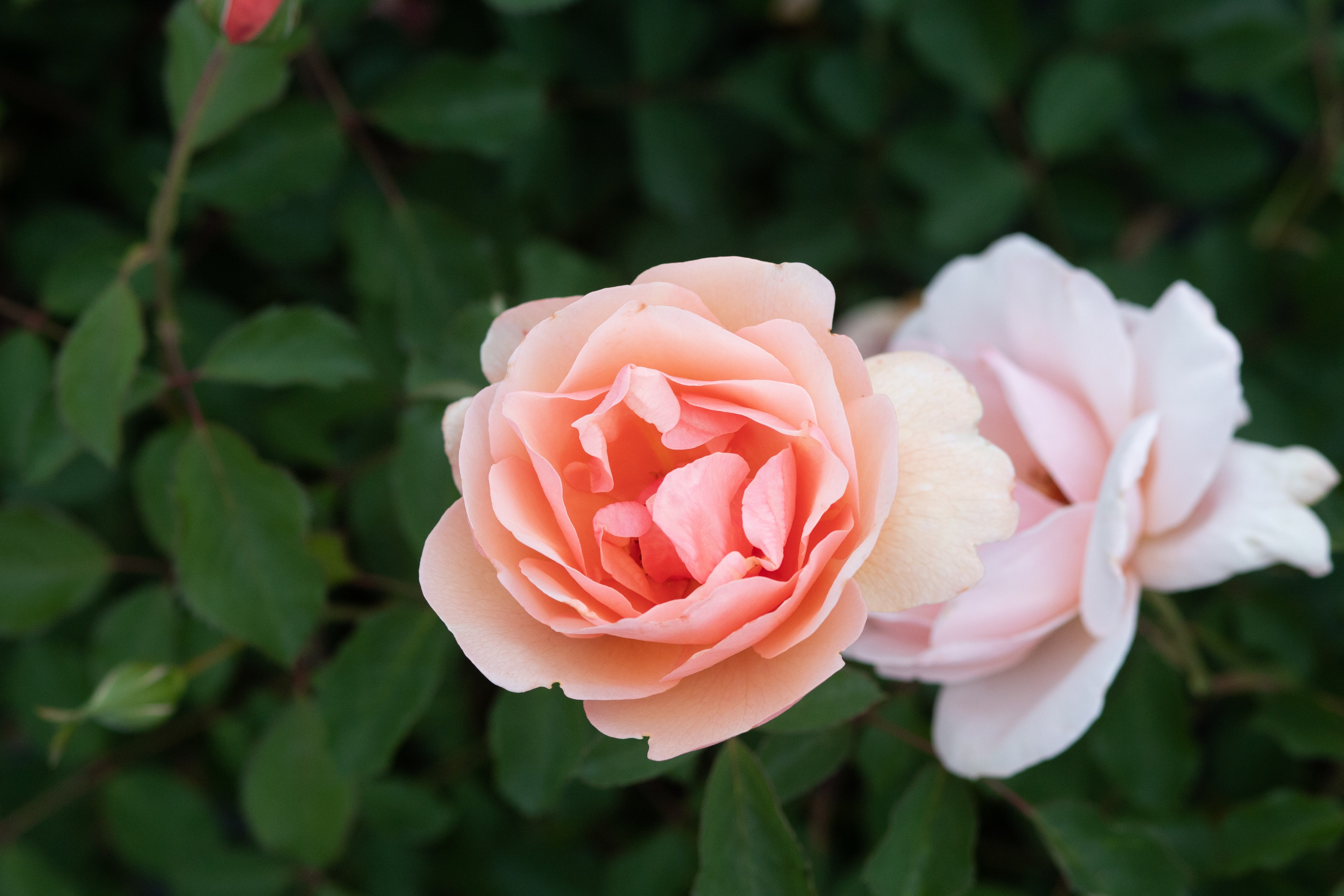 Tuesday McMains – Antique Rose Emporium