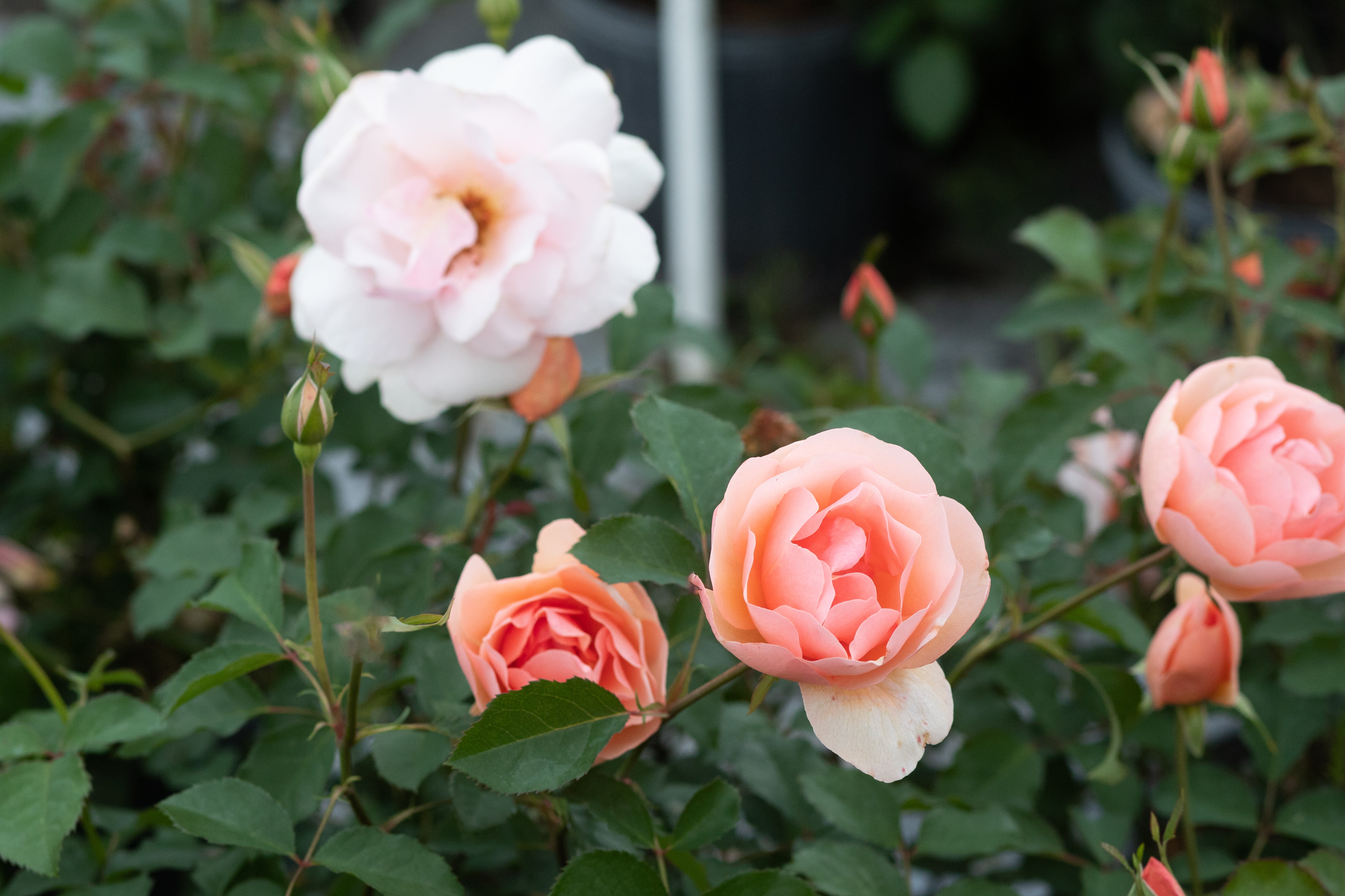 Tuesday McMains – Antique Rose Emporium
