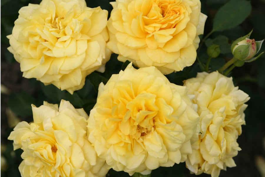 yellow roses and a single rose bud