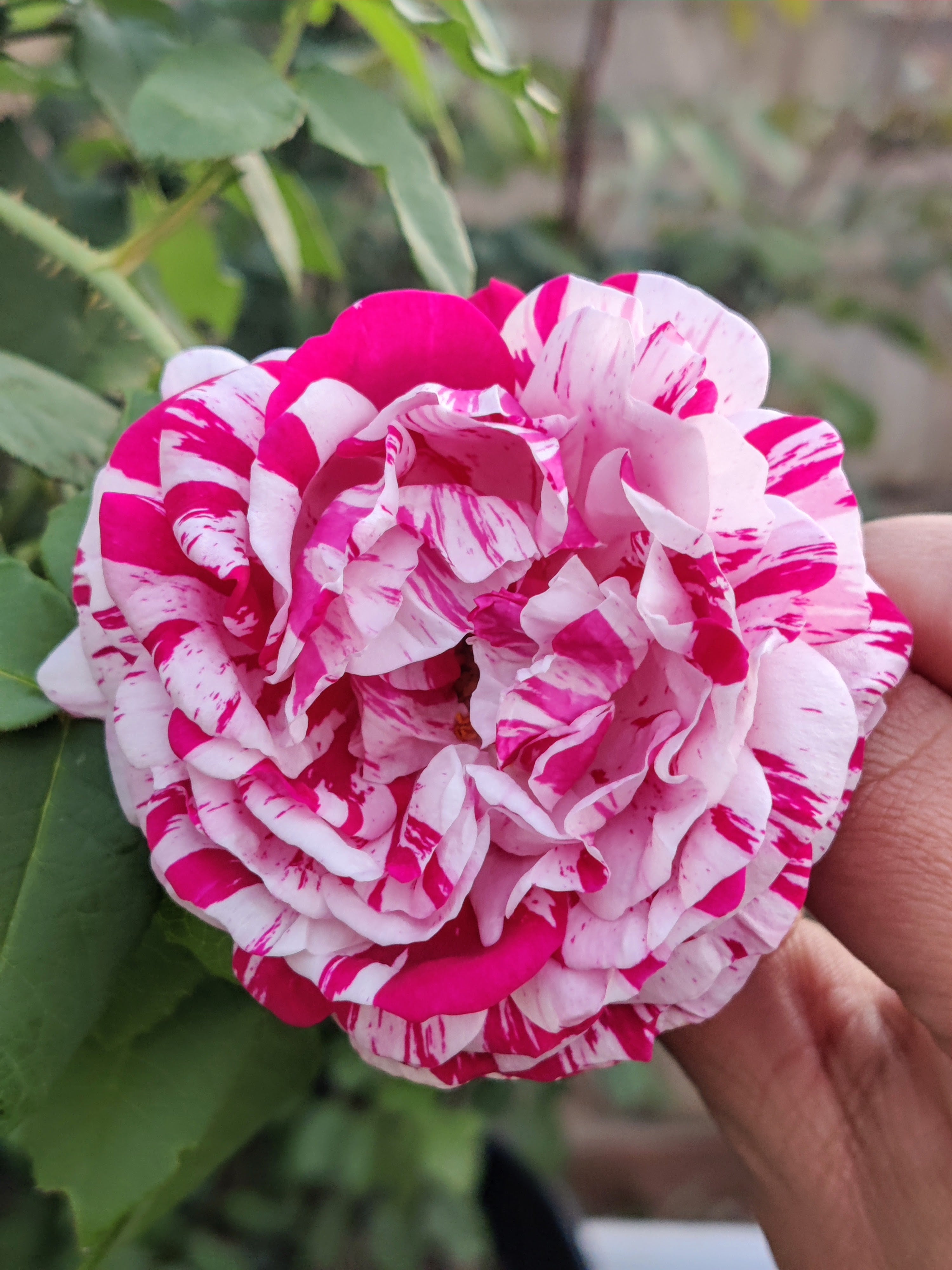 Variegata Di Bologna – Antique Rose Emporium
